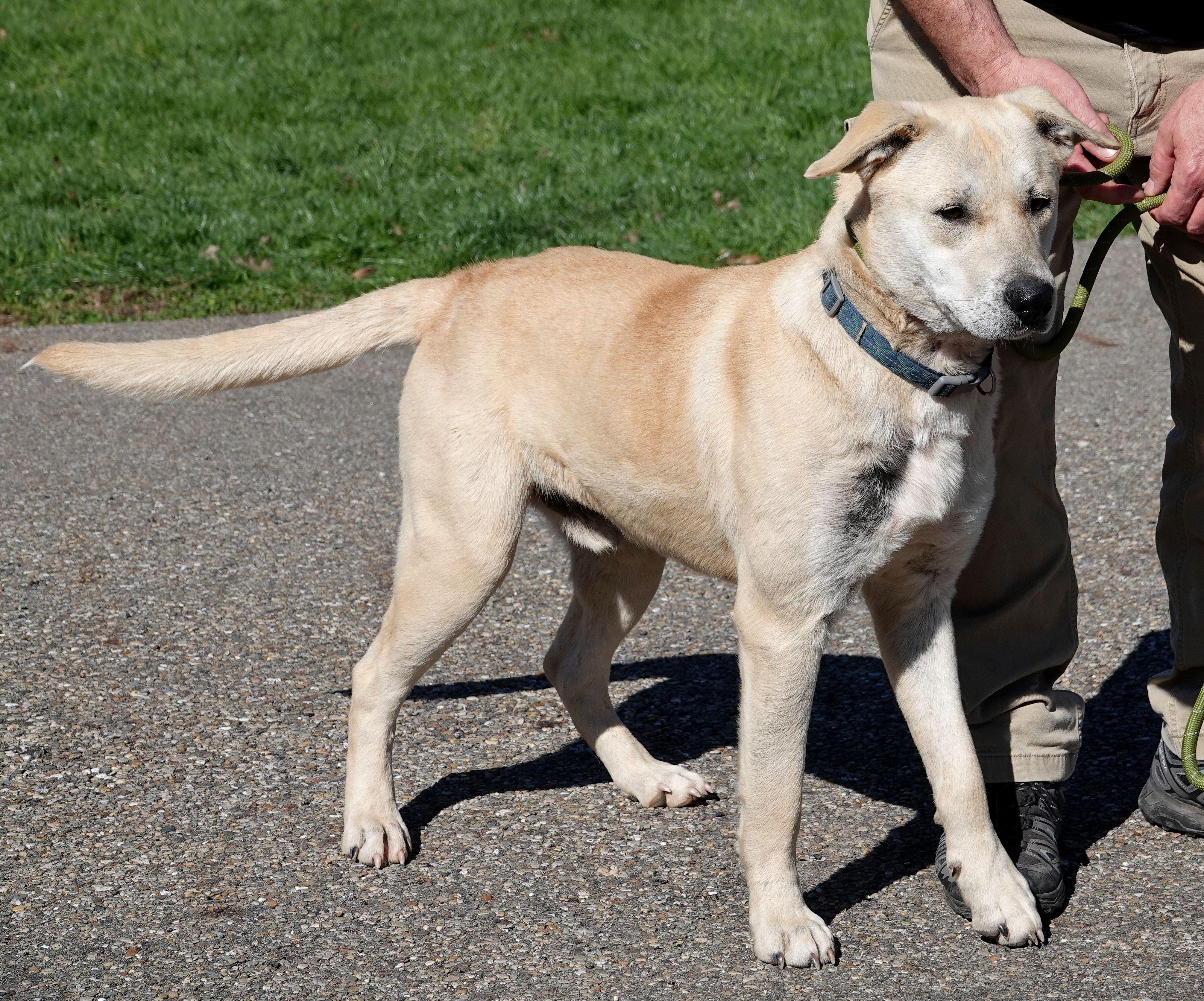 Enlarge Harley, a ADOPTABLE mixed breed in Millfield, OH image 3/4