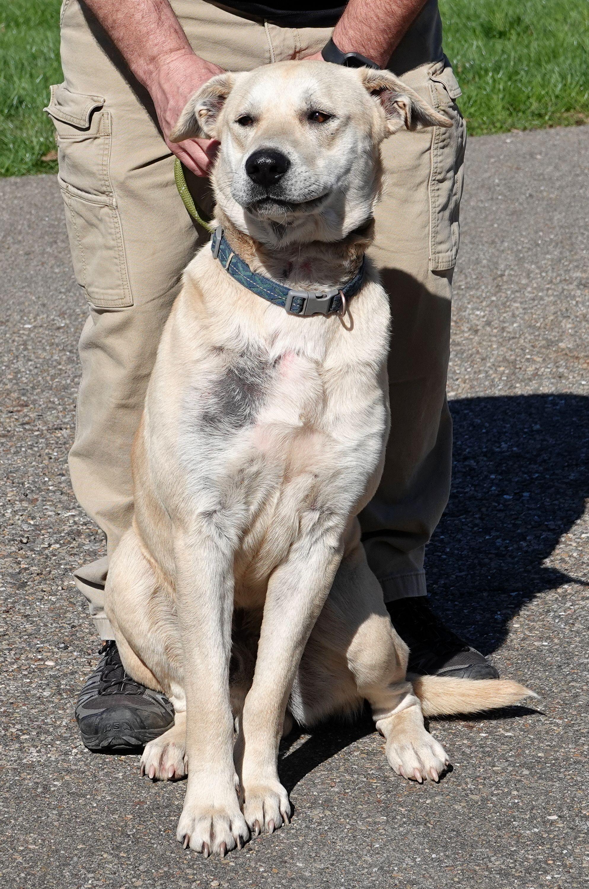Enlarge Harley, a ADOPTABLE mixed breed in Millfield, OH image 4/4