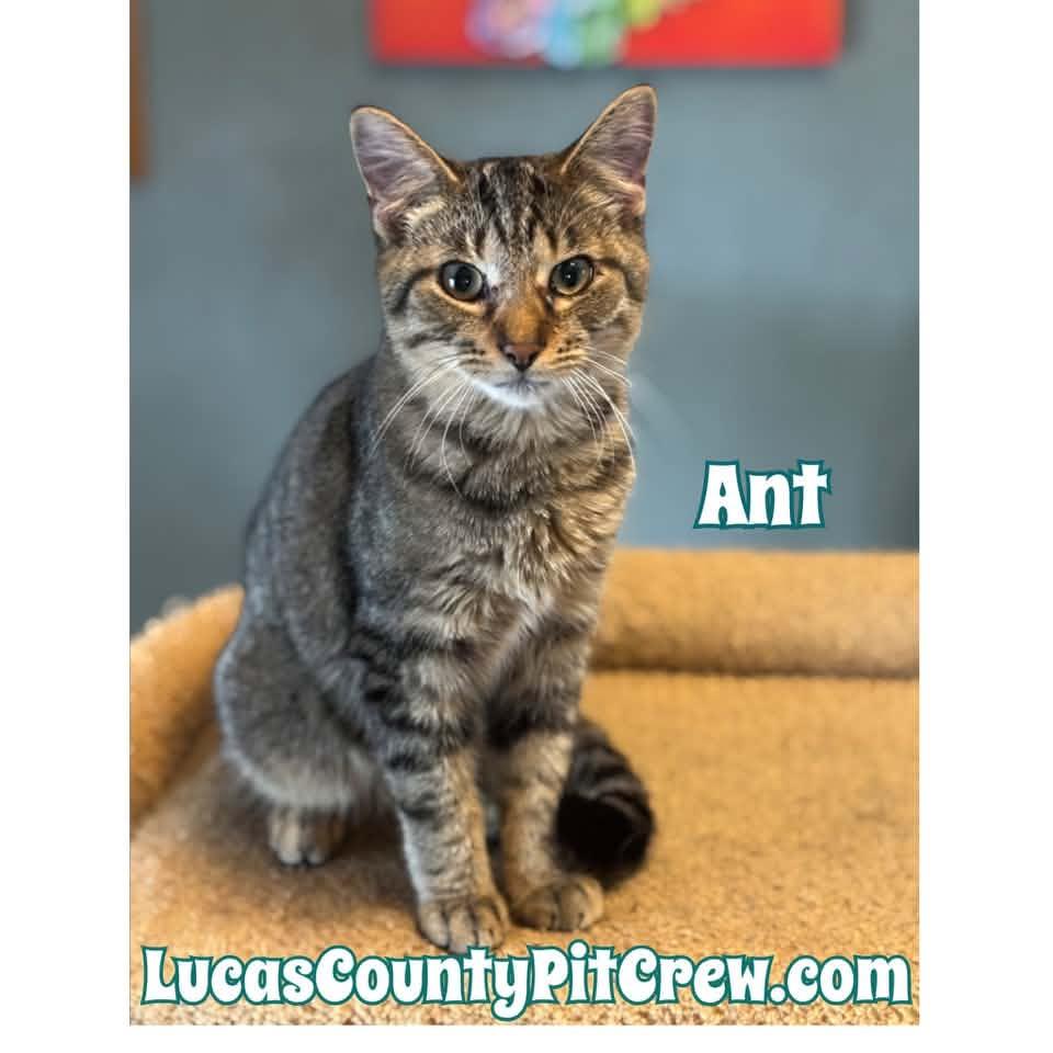 Enlarge Ant, a Adopted mixed breed in Toledo, OH image 1/1