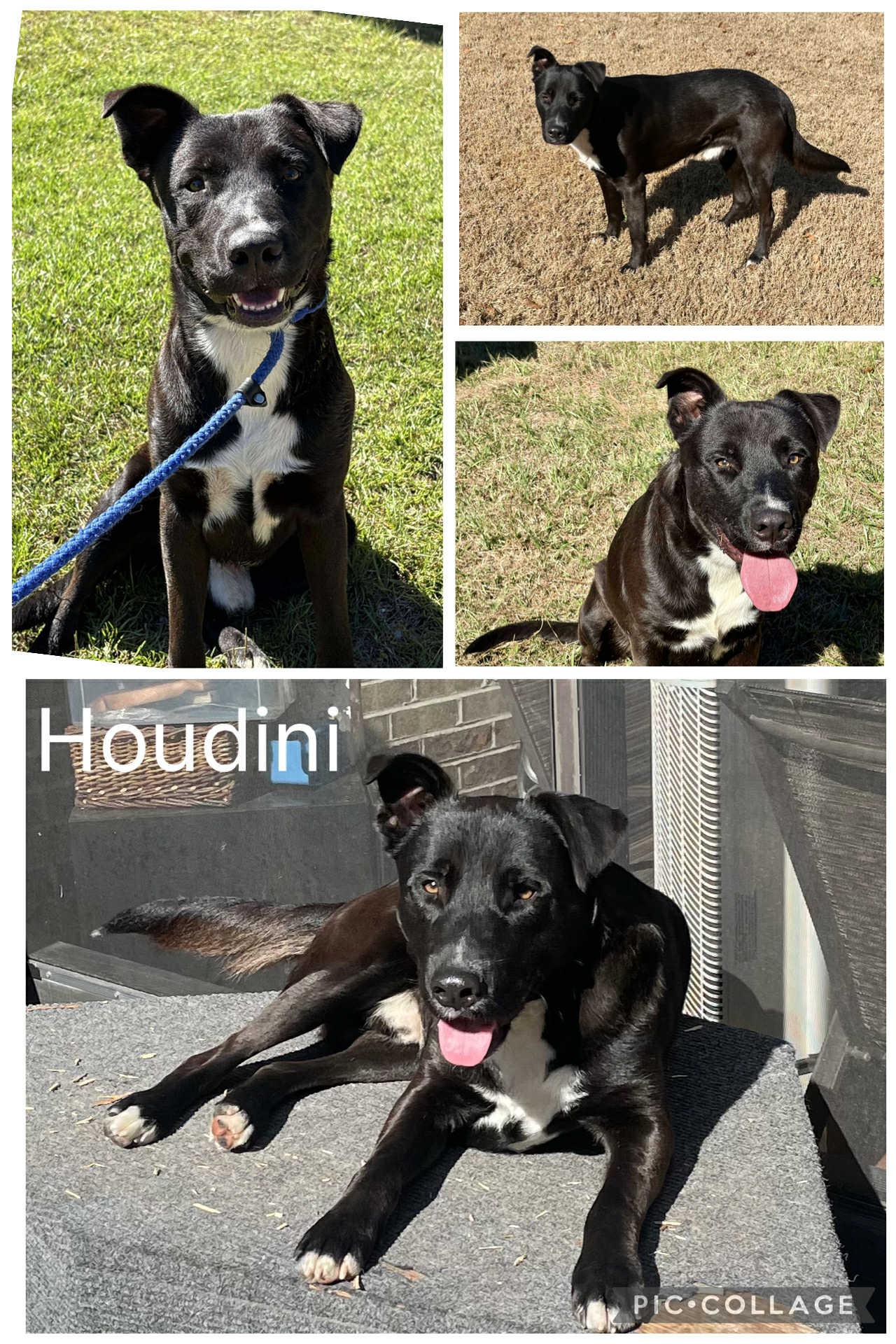 Enlarge Houdini, a ADOPTABLE mixed breed in Enterprise, AL image 1/1