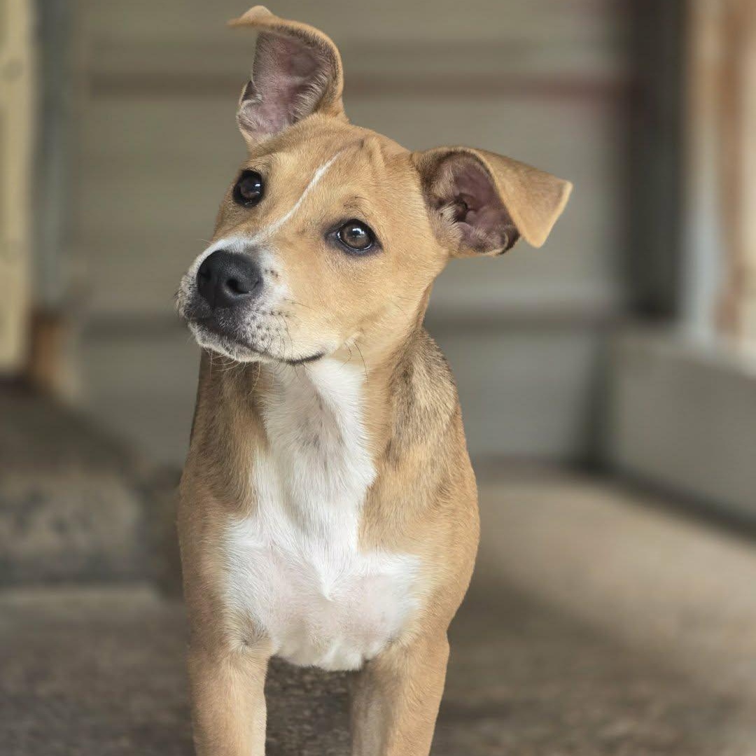 Enlarge Lillian, an adopted Mixed Breed in Kempner, TX image 4/4