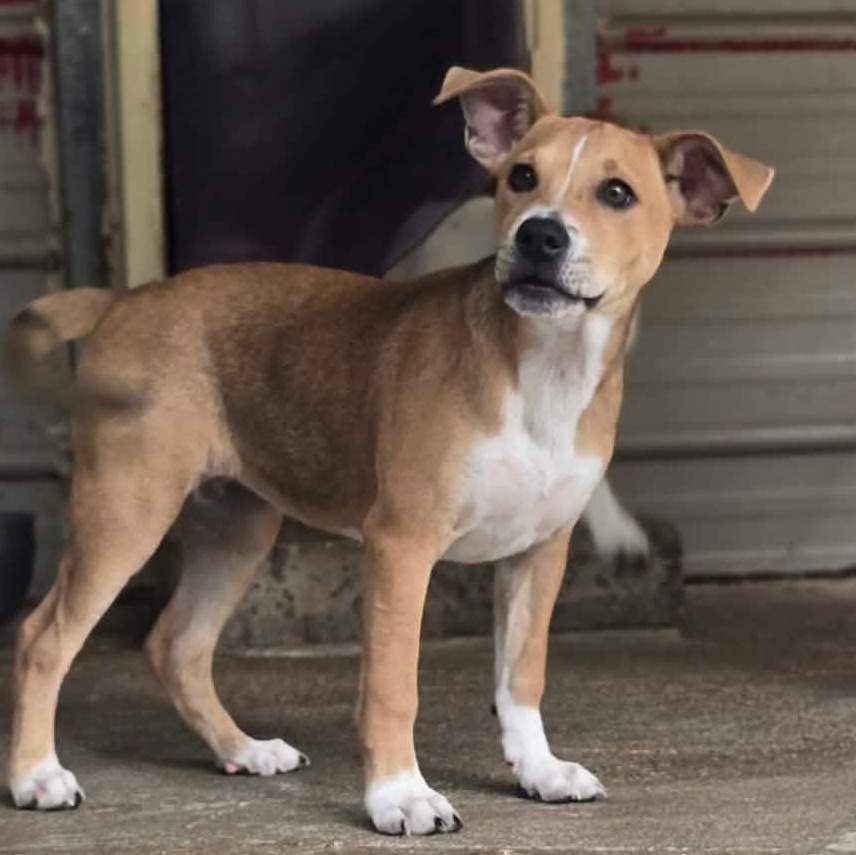 Enlarge Lillian, an adopted Mixed Breed in Kempner, TX image 2/4