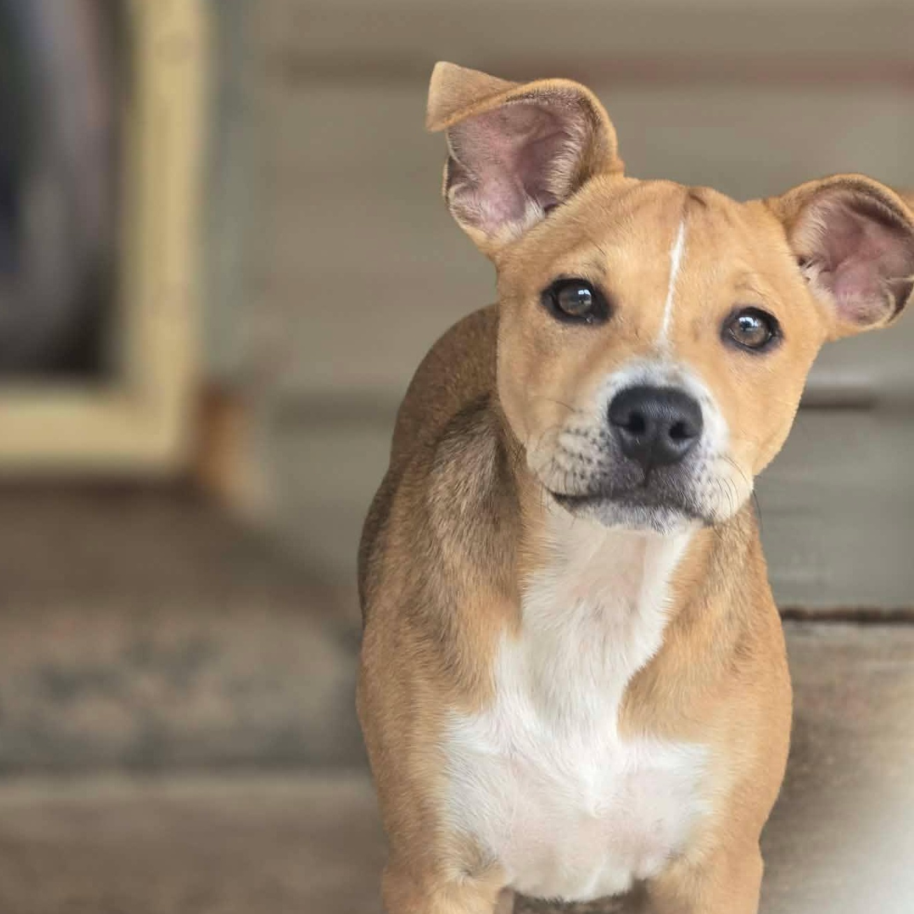 Lillian, adopted, Puppy Female Mixed Breed.