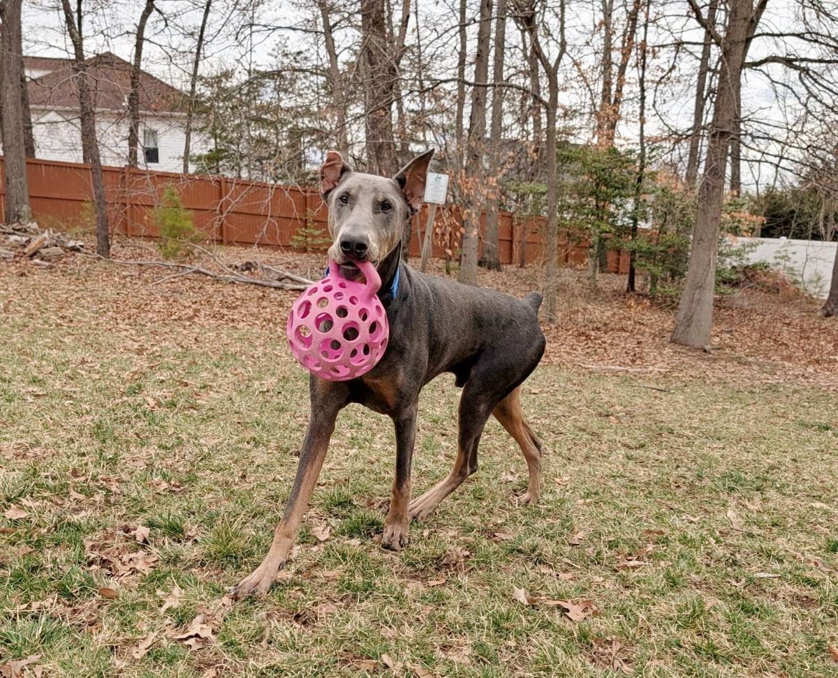 Enlarge Lincoln, a ADOPTABLE Doberman Pinscher in Arlington, VA image 4/6