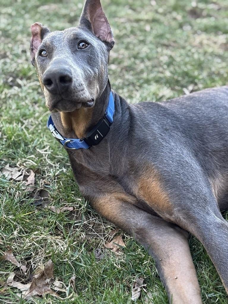 Enlarge Lincoln, a ADOPTABLE Doberman Pinscher in Arlington, VA image 5/6