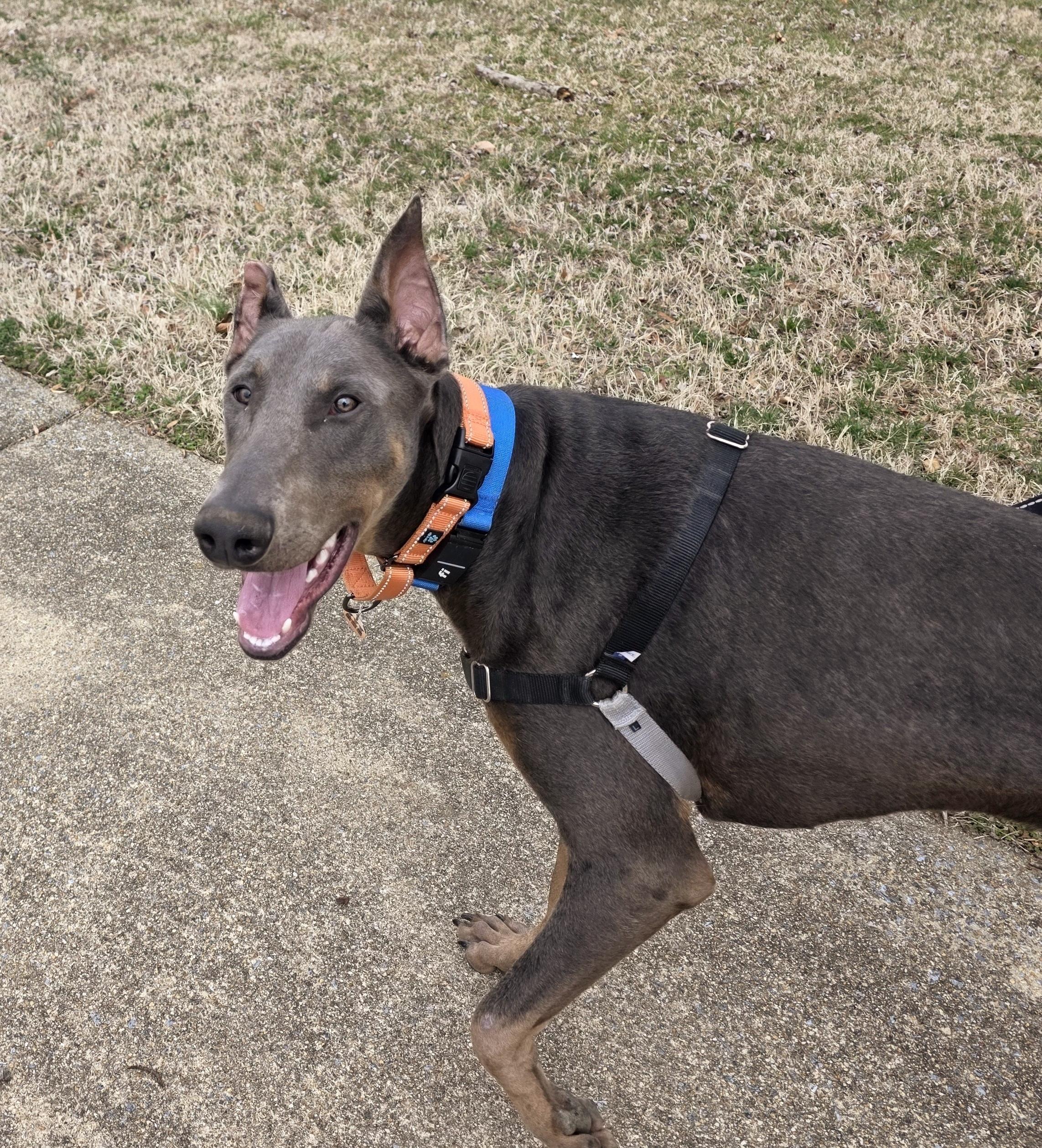 Enlarge Lincoln, a ADOPTABLE Doberman Pinscher in Arlington, VA image 6/6