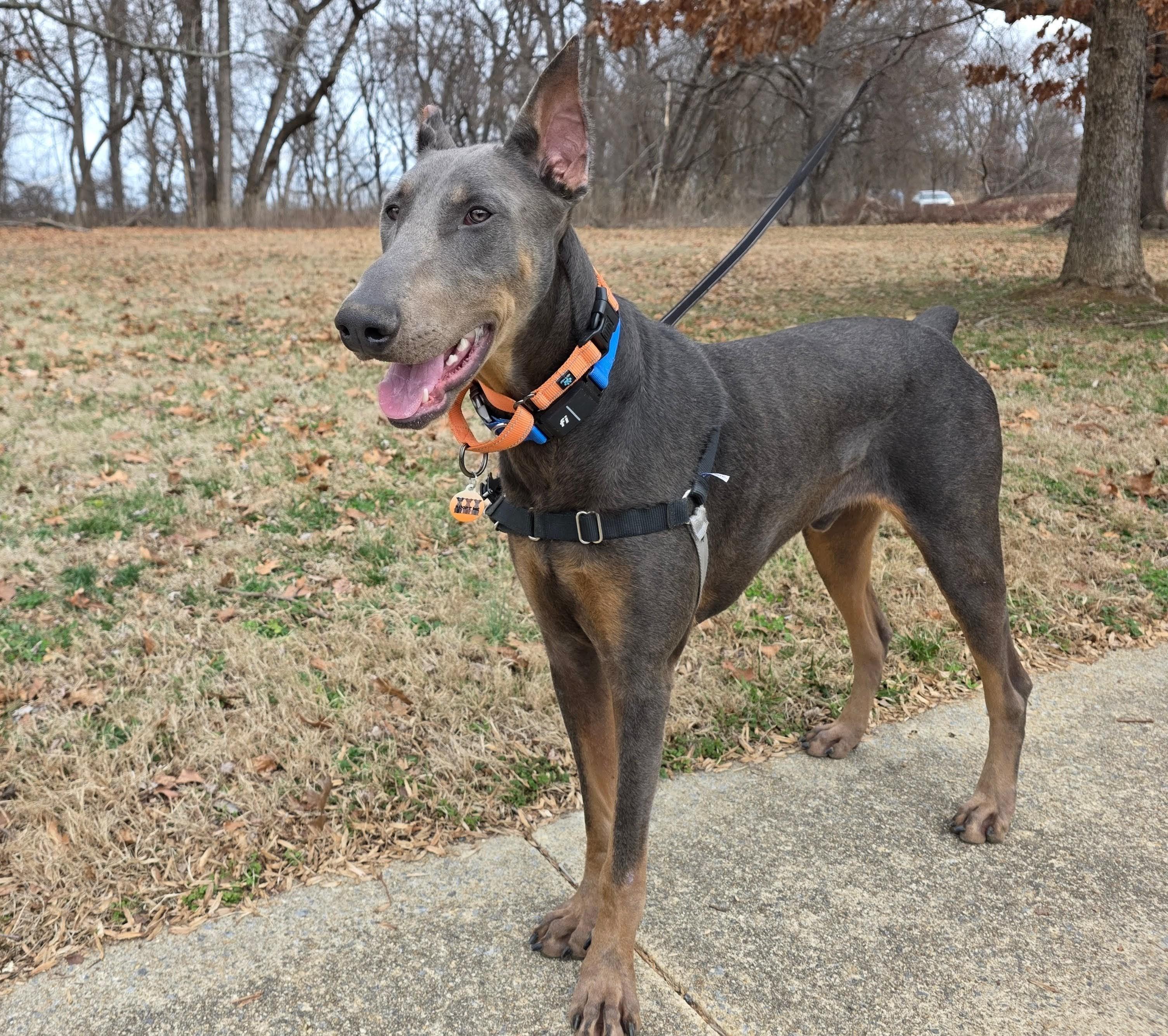 Enlarge Lincoln, a ADOPTABLE Doberman Pinscher in Arlington, VA image 1/6