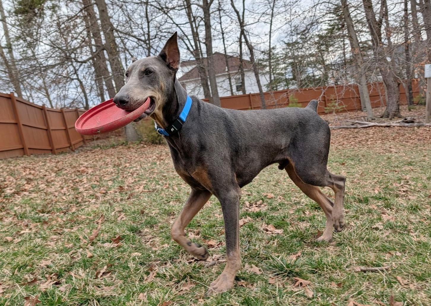 Enlarge Lincoln, a ADOPTABLE Doberman Pinscher in Arlington, VA image 3/6