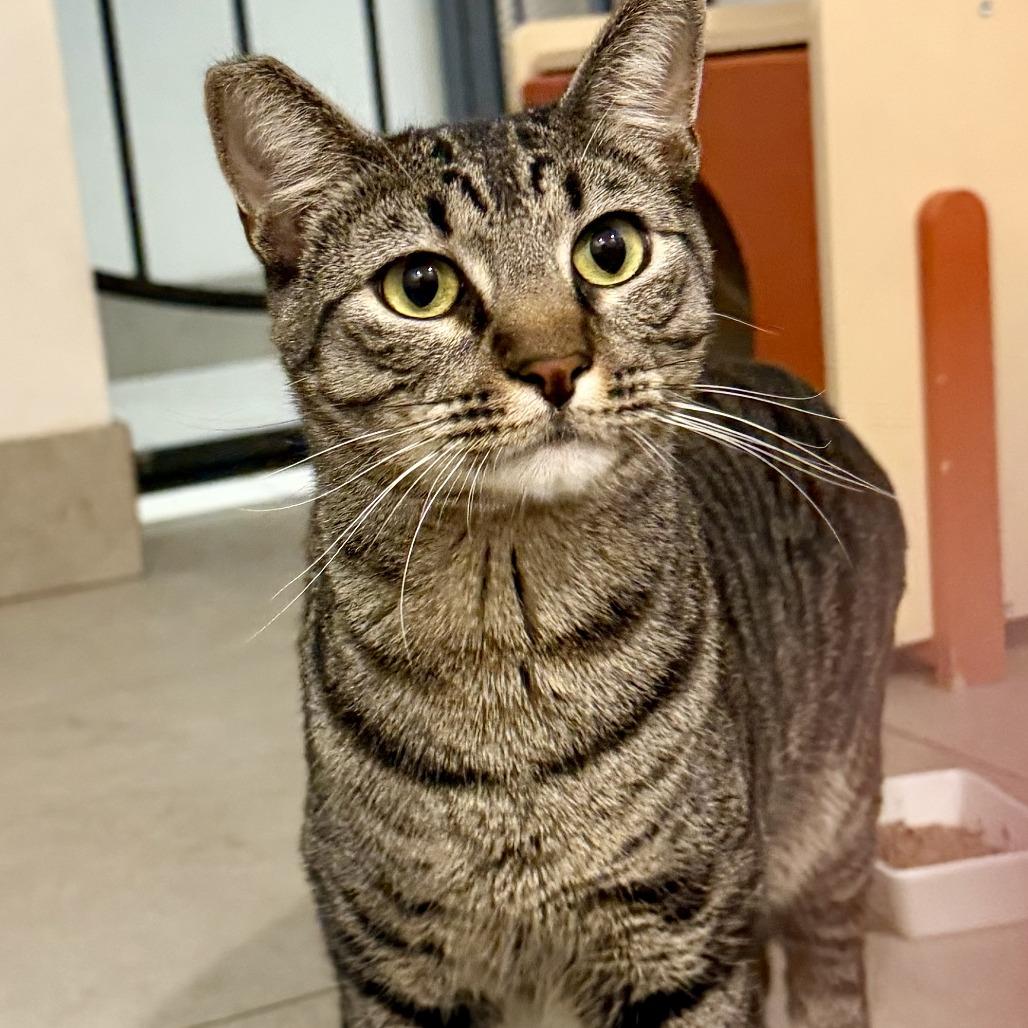 Elfie, Adoptable, Adult Female Domestic Short Hair.
