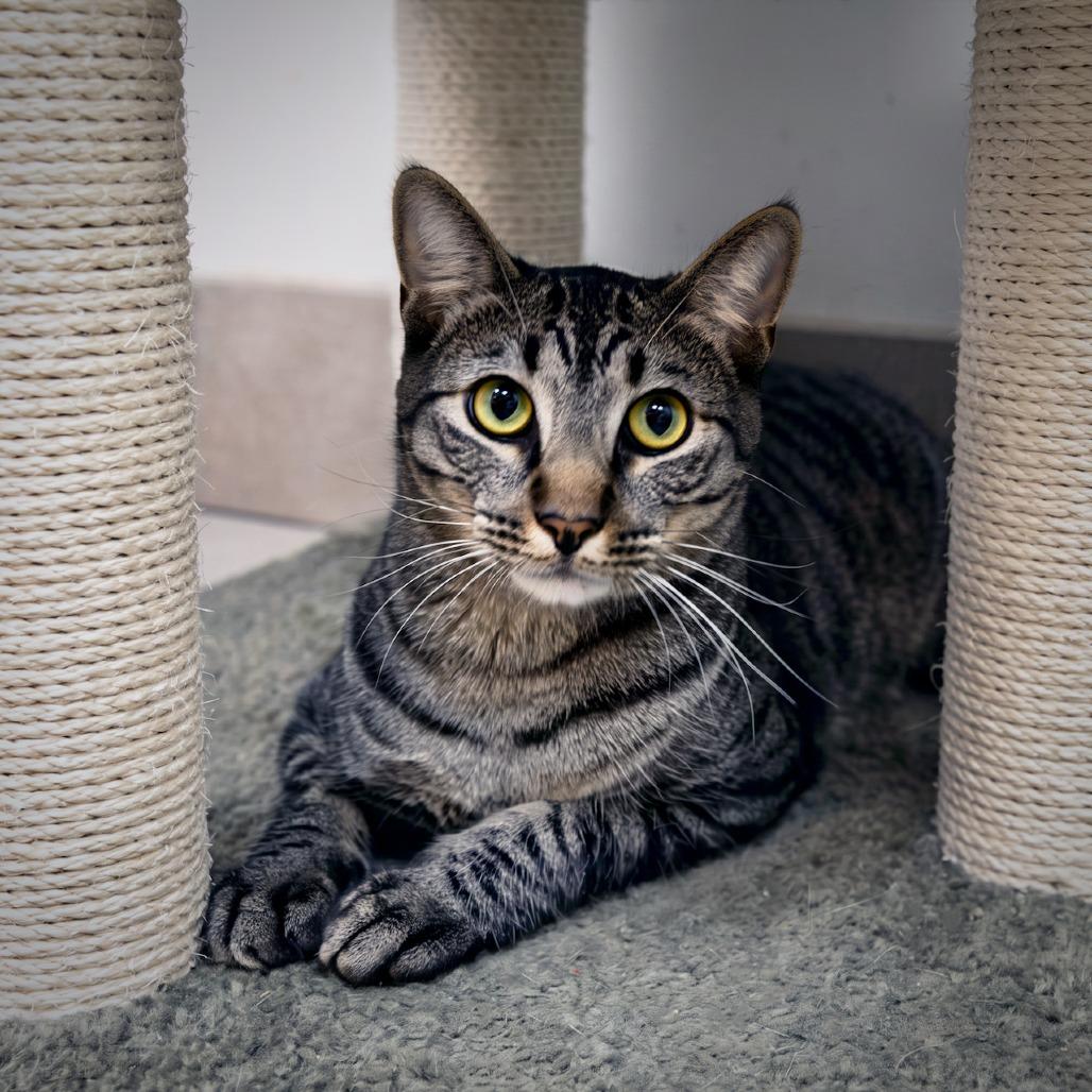 Elfie, Adoptable, Adult Female Domestic Short Hair.