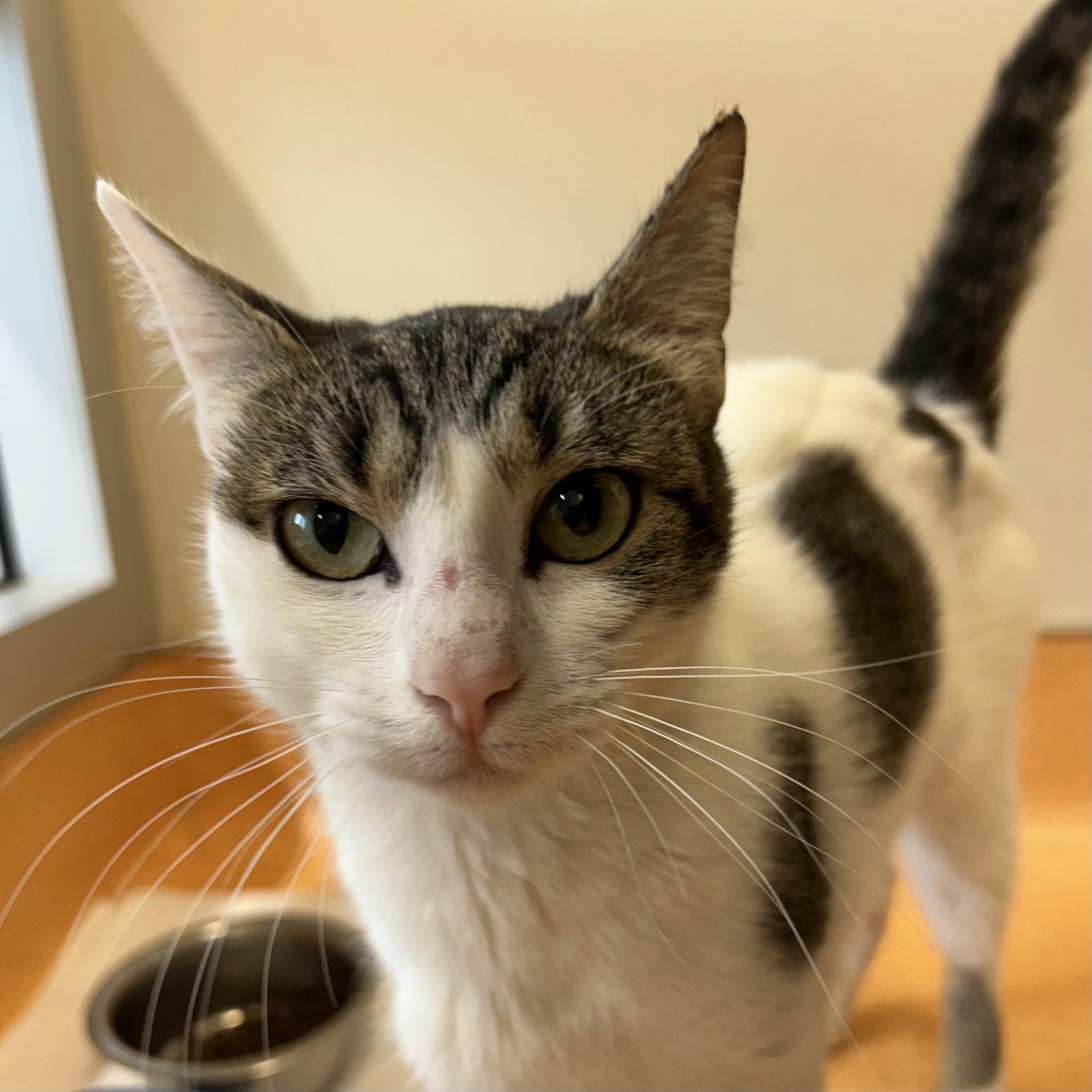 Charlotte, Adopted, Adult Female Domestic Short Hair.