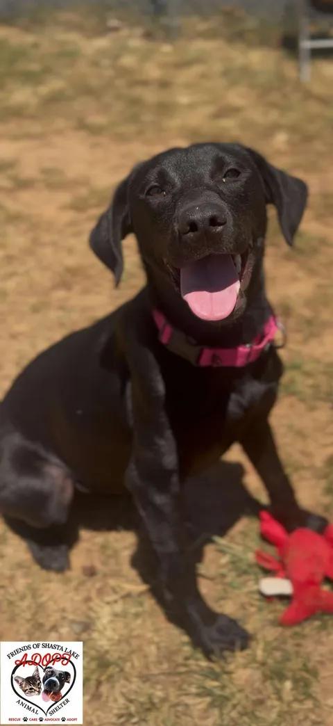 Mia, a ADOPTABLE Black Labrador Retriever in Shasta Lake, CA image 2/3