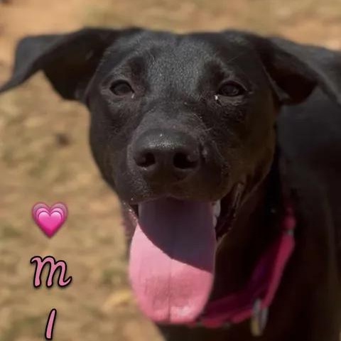 Mia, ADOPTABLE, Young Female Black Labrador Retriever.