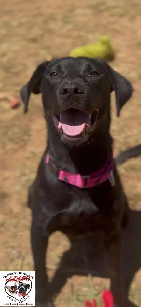 Mia, a ADOPTABLE Black Labrador Retriever in Shasta Lake, CA image 3/3