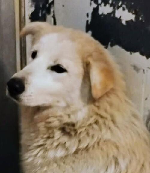 Lark #310, Adoptable, Adult Female Great Pyrenees.