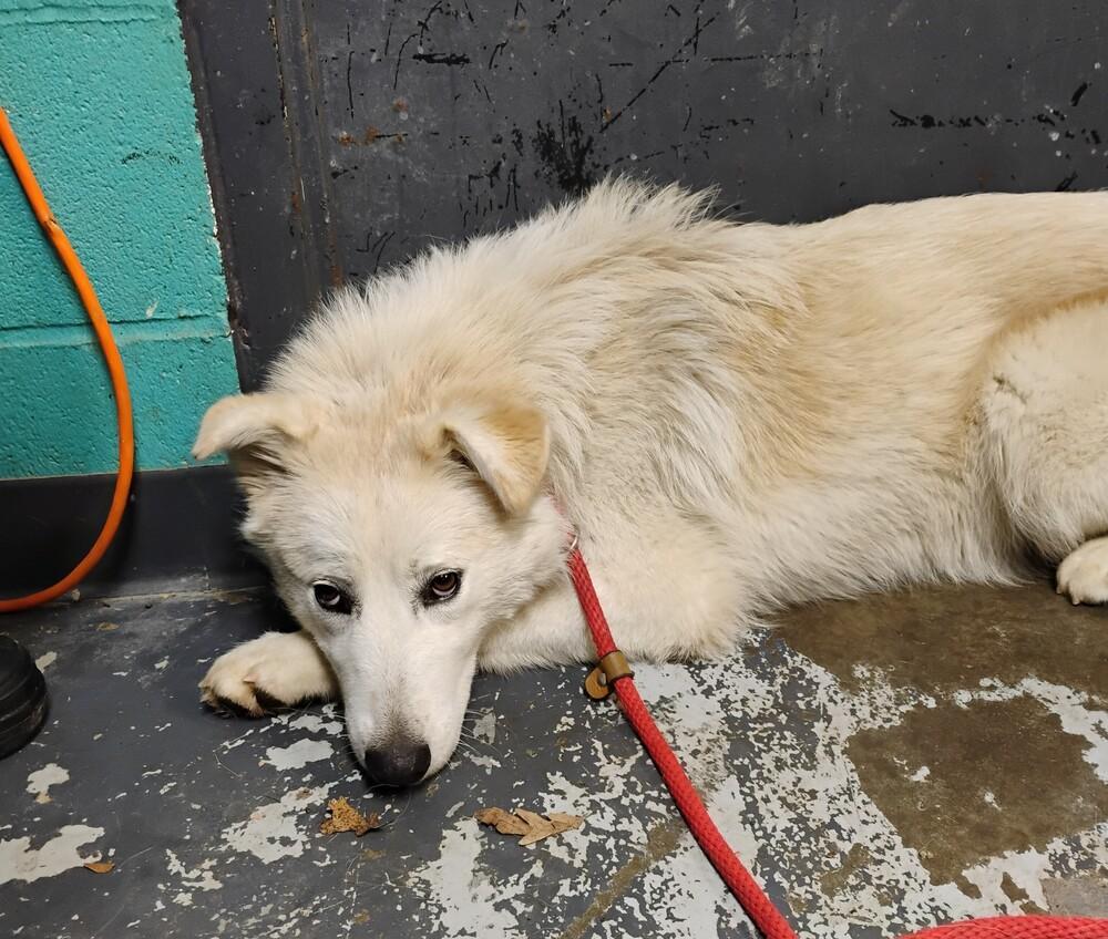 Enlarge Lark #310, a Adoptable mixed breed in New Lexington, OH image 2/2