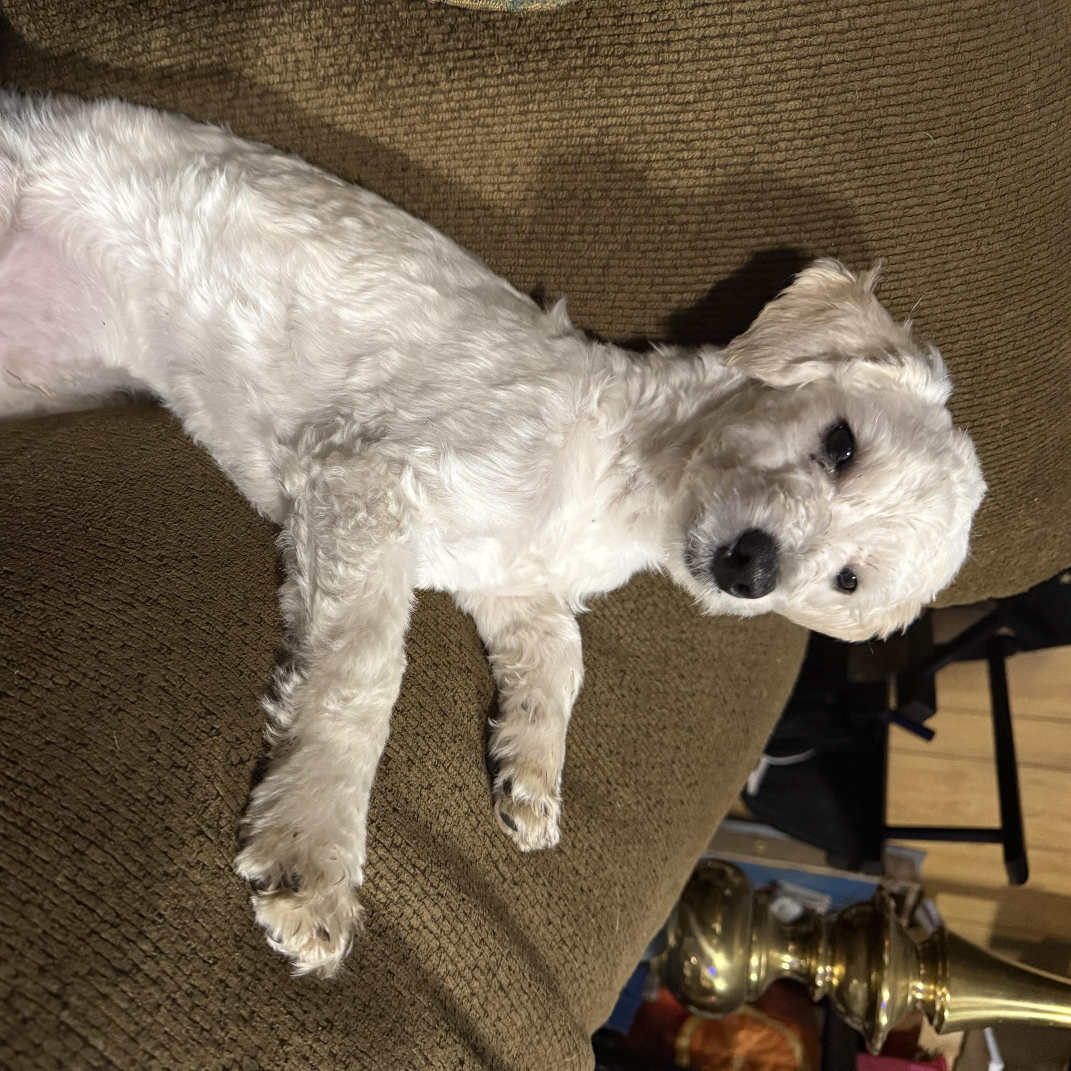 Enlarge Bernard, an adopted Maltipoo in Delmar, NY image 2/4