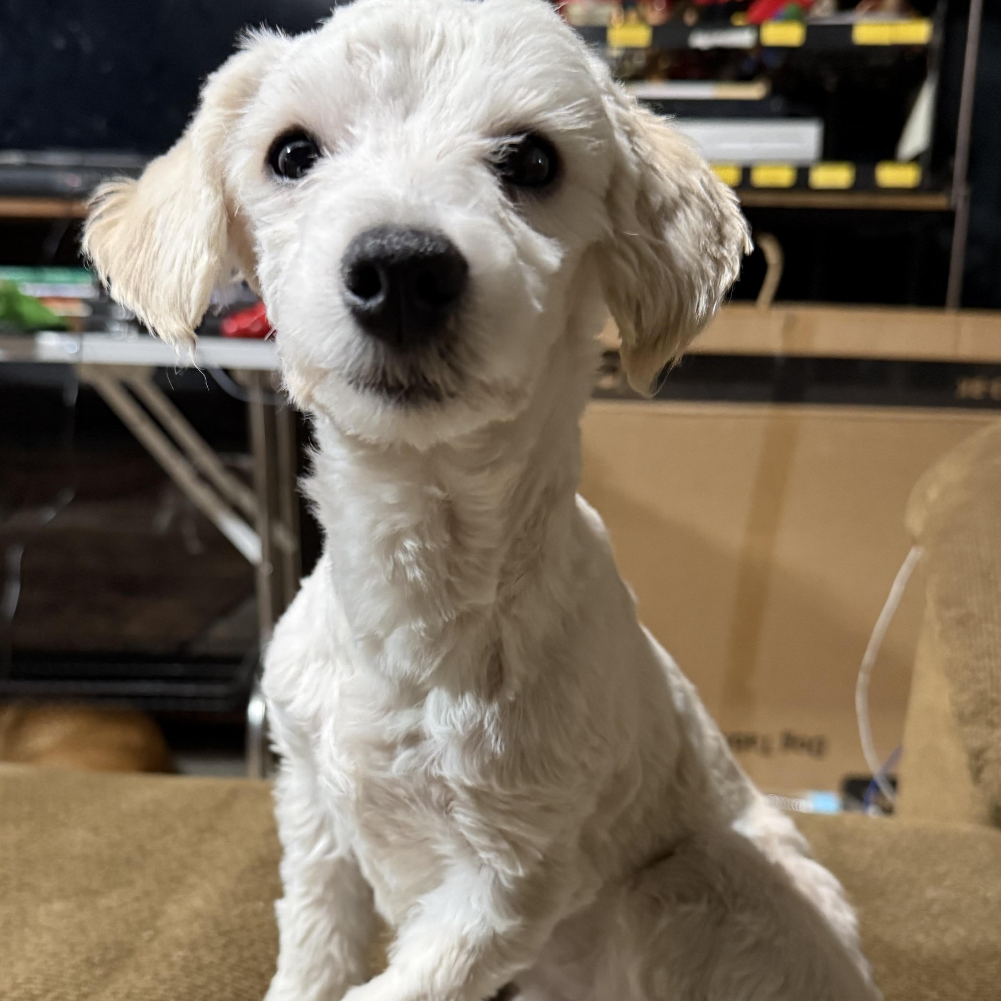 Bernard, adopted, Young Male Maltipoo.