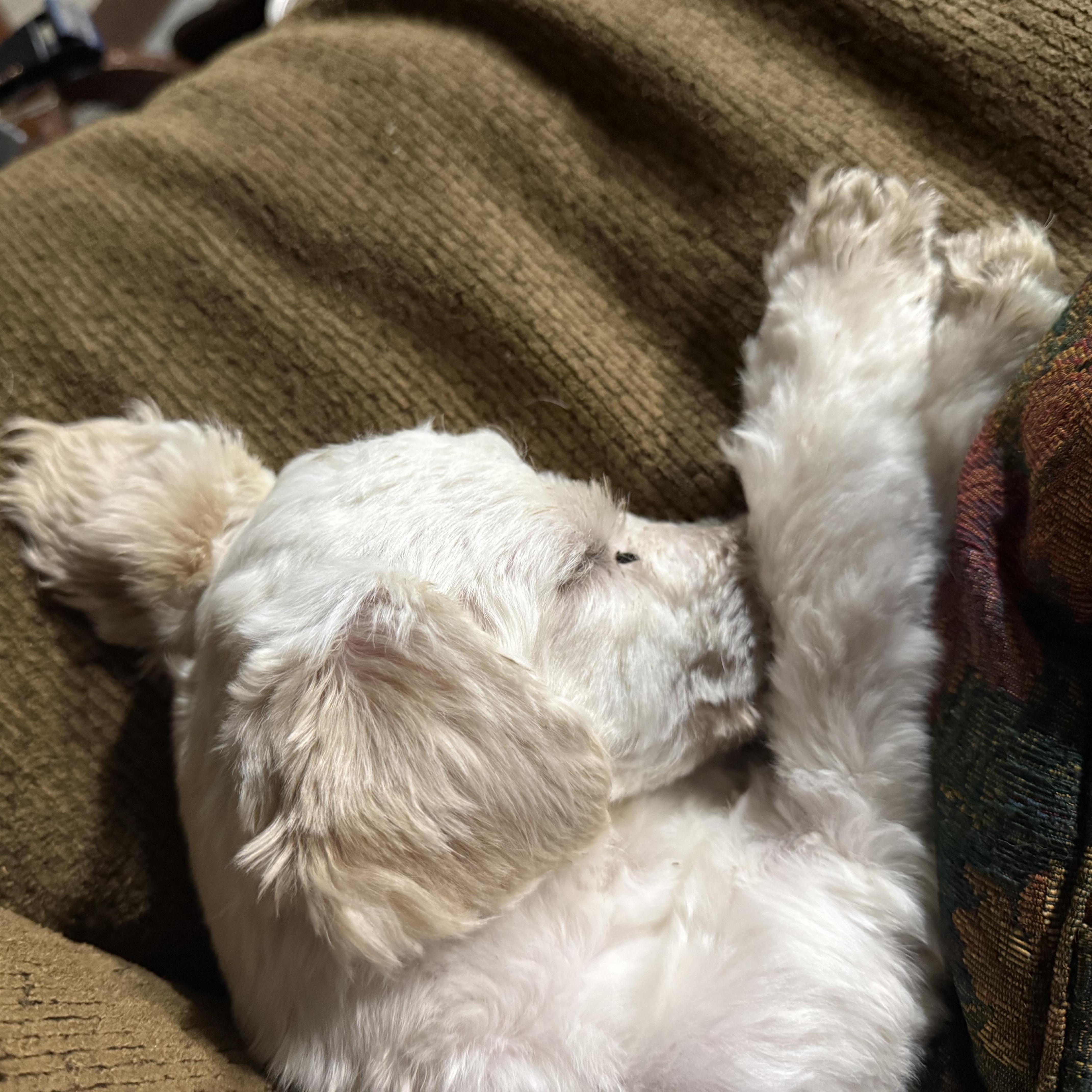 Enlarge Bernard, an adopted Maltipoo in Delmar, NY image 3/4