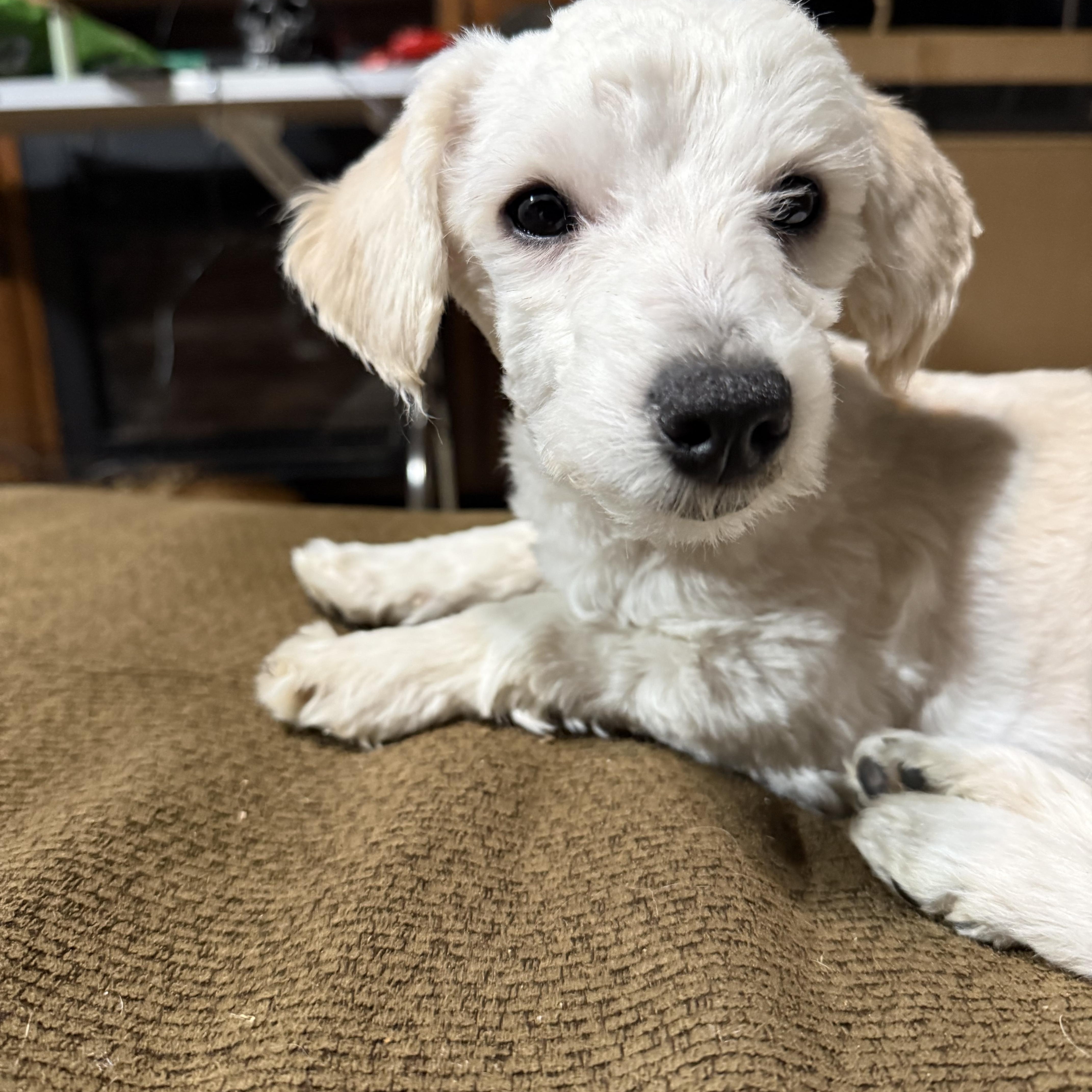 Enlarge Bernard, an adopted Maltipoo in Delmar, NY image 4/4