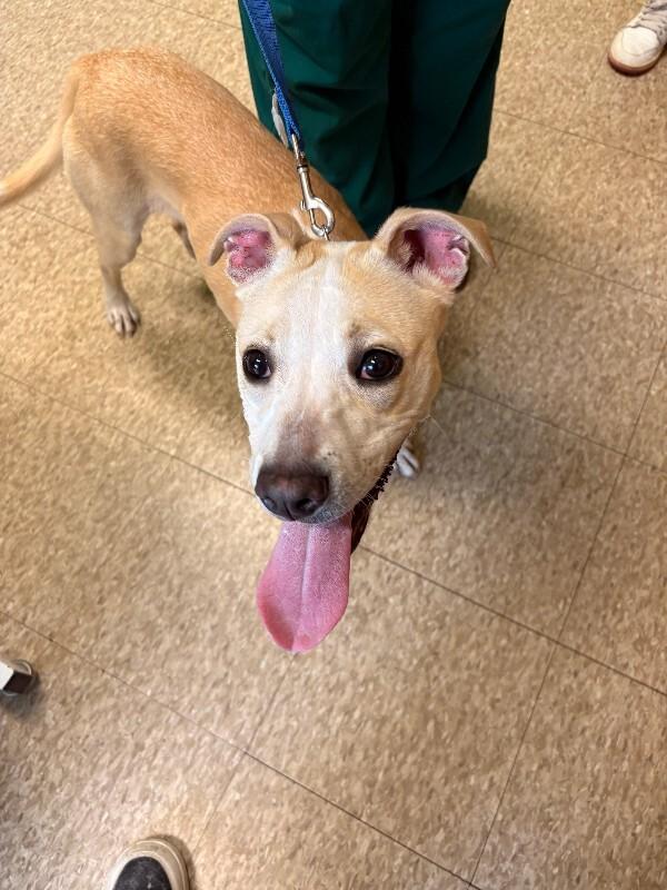 Enlarge Gypsy, a Adoptable Mixed Breed in Warren, PA image 1/1