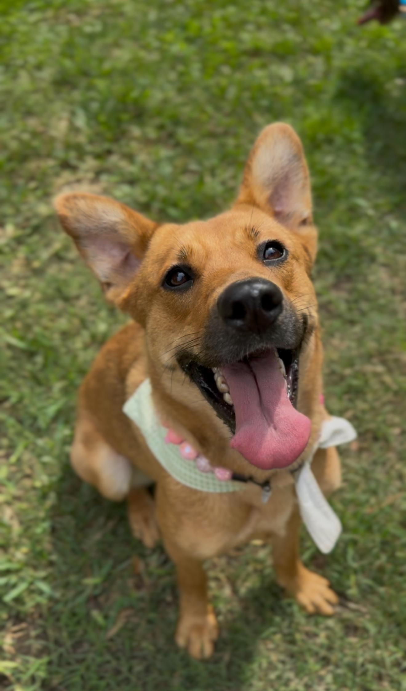 Enlarge Honey, an adopted mixed breed in Hartford, CT image 6/6