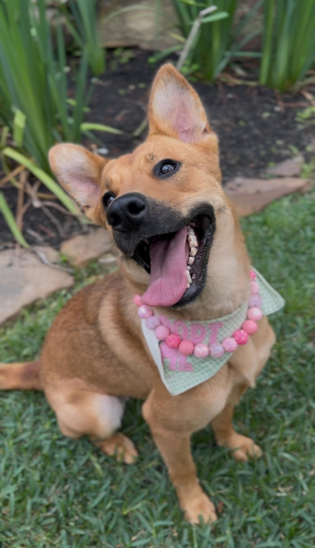 Enlarge Honey, an adopted mixed breed in Hartford, CT image 5/6