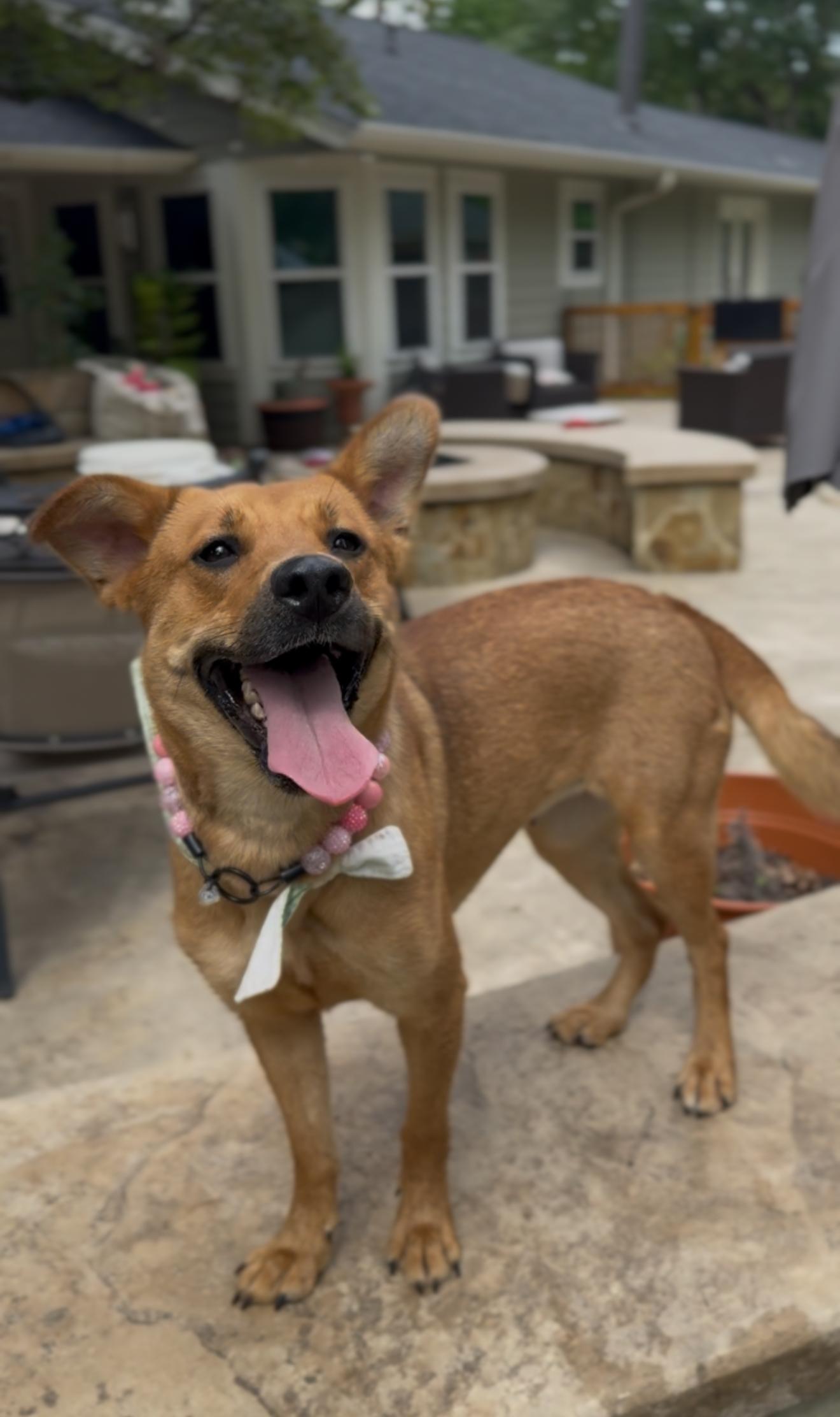 Enlarge Honey, an adopted mixed breed in Hartford, CT image 3/6