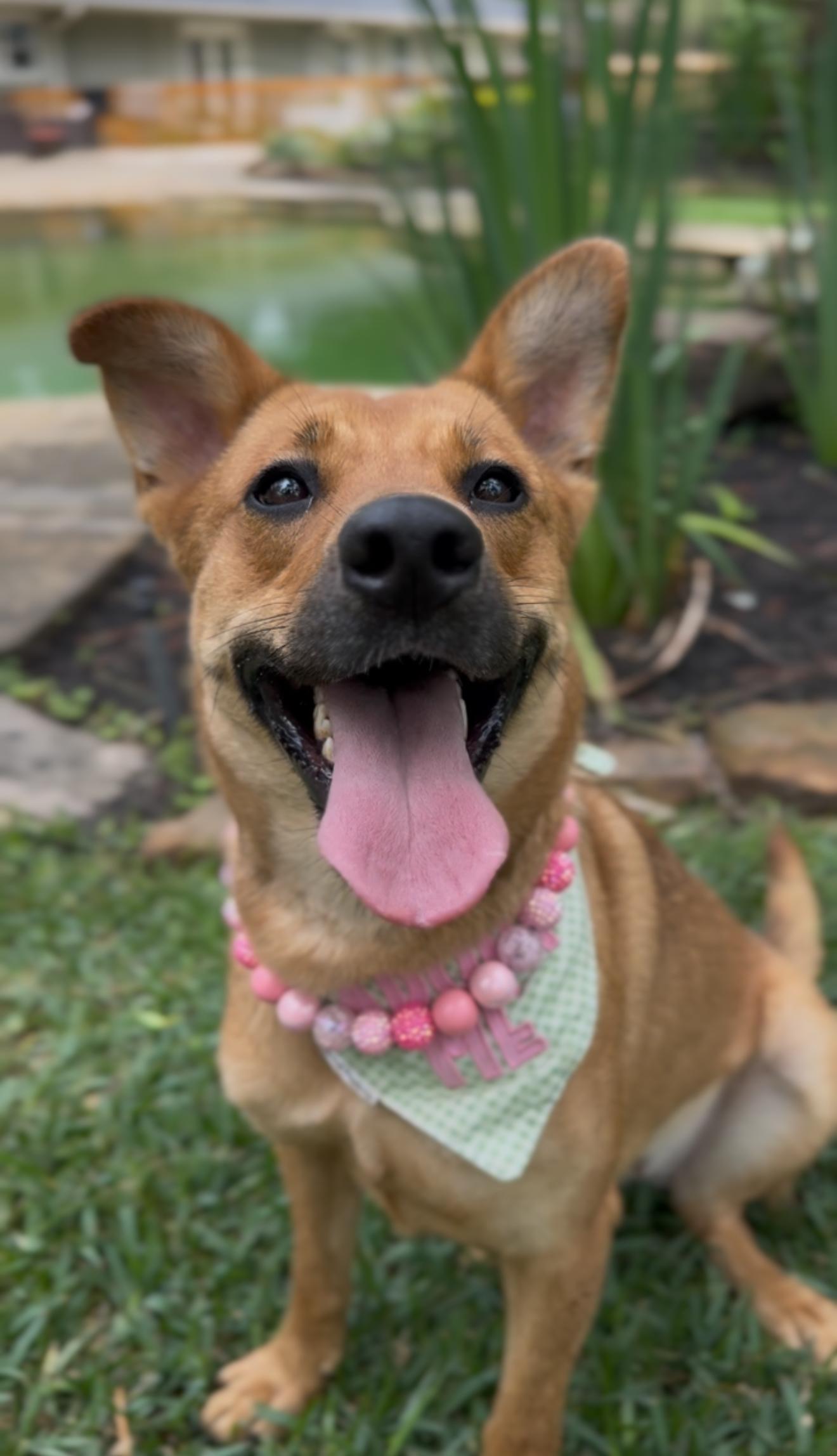 Enlarge Honey, an adopted mixed breed in Hartford, CT image 2/6