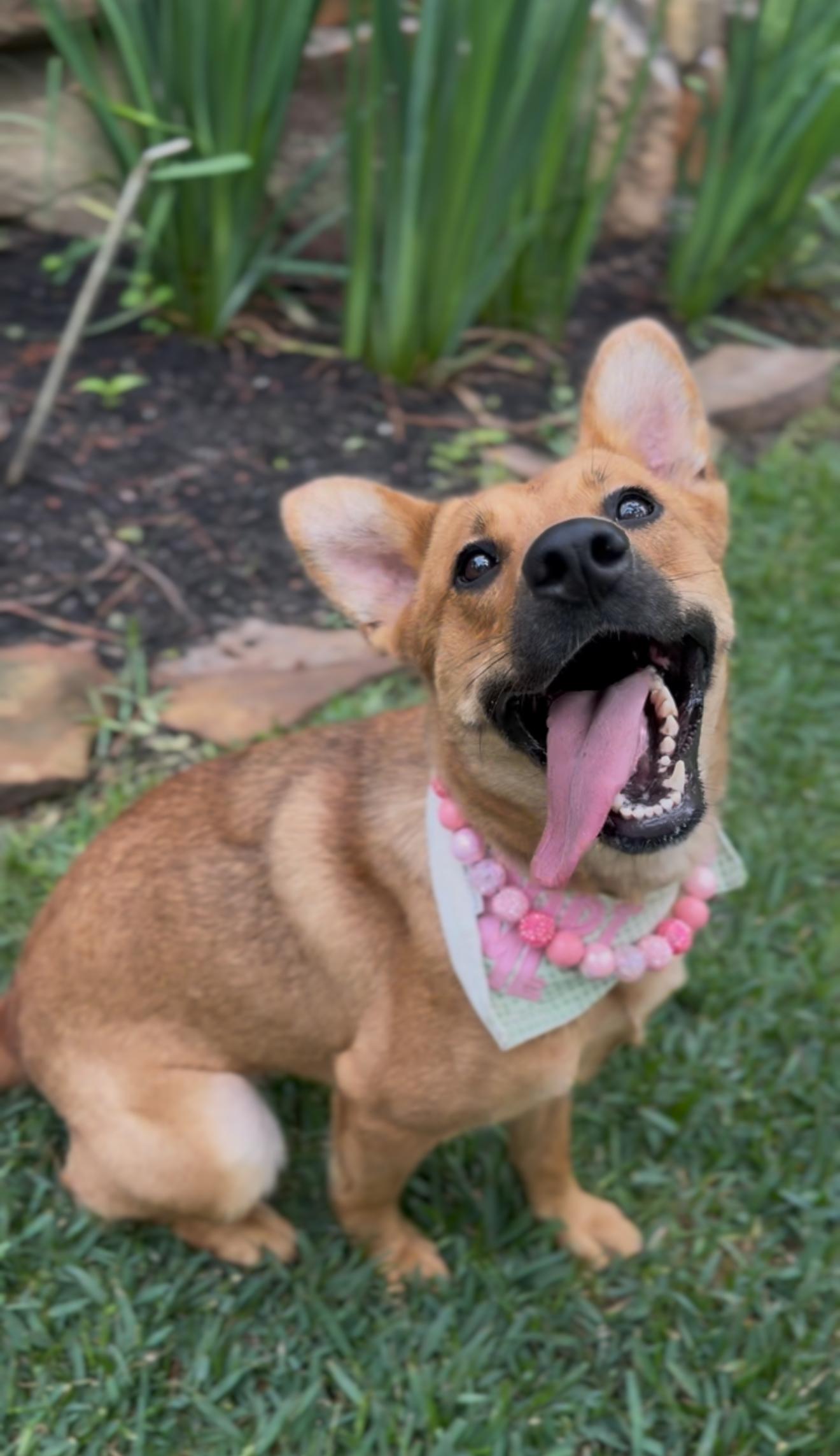 Enlarge Honey, an adopted mixed breed in Hartford, CT image 4/6