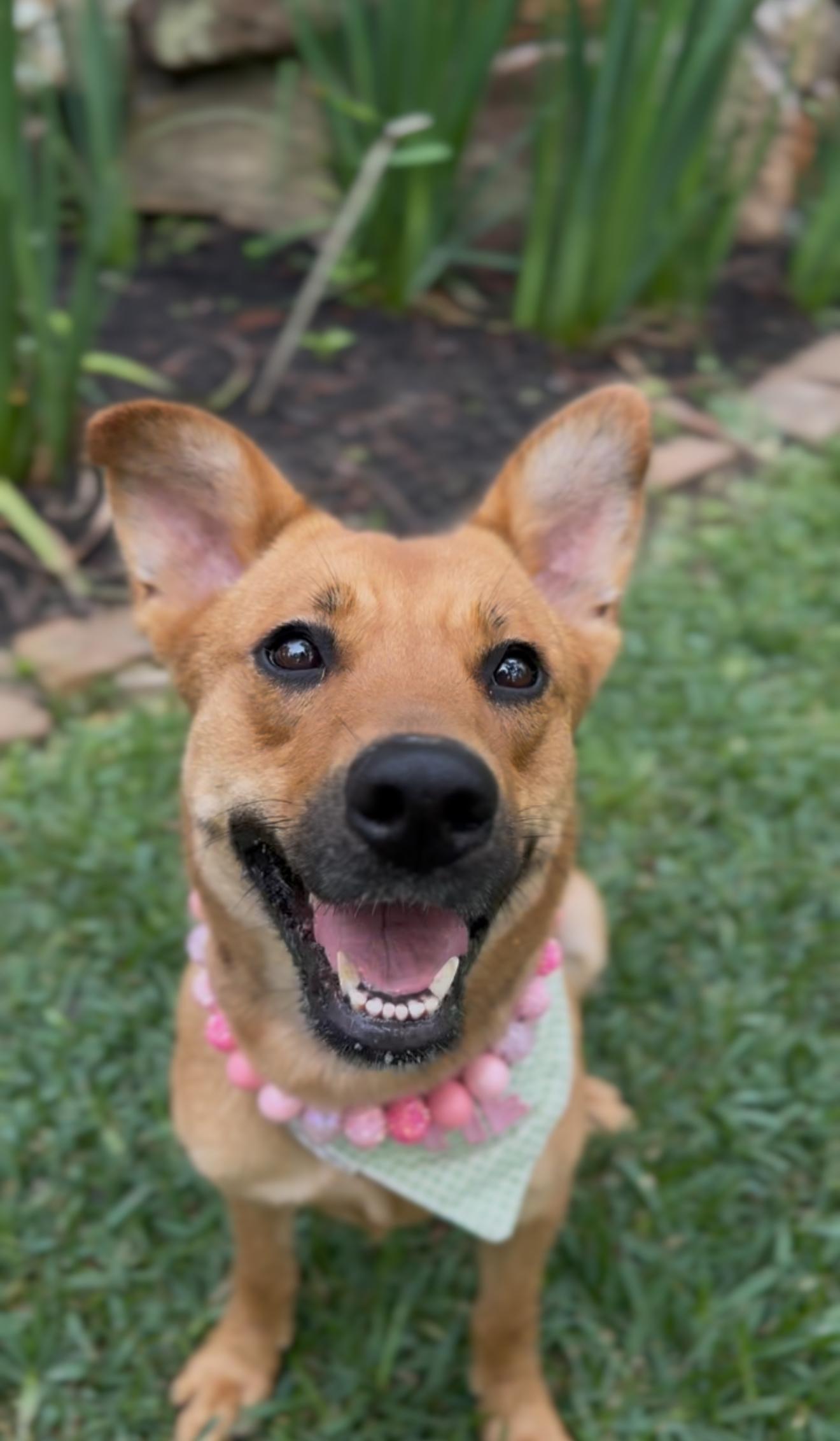 Honey, adopted, Young Female Shepherd.