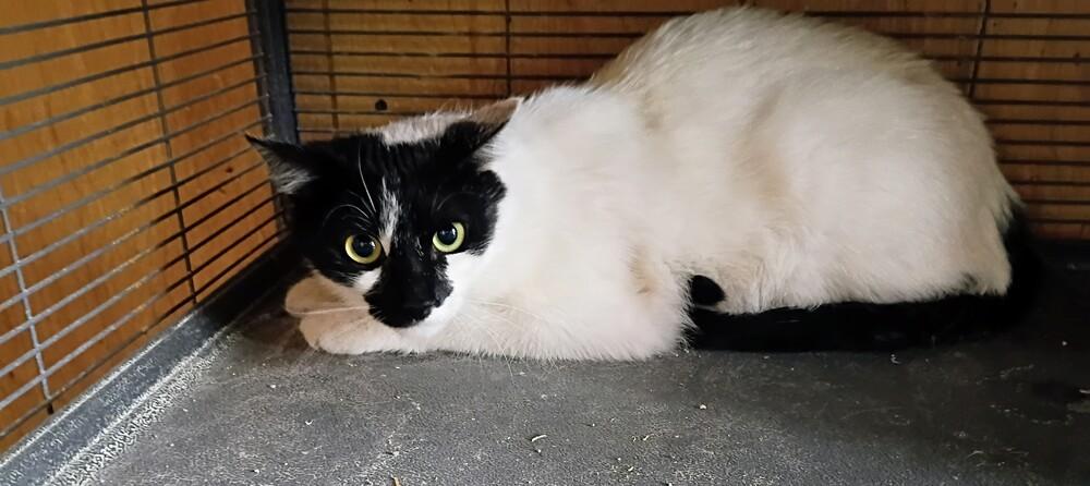 Enlarge Timmy, a Adoptable Domestic Medium Hair in Thatcher, AZ image 1/1