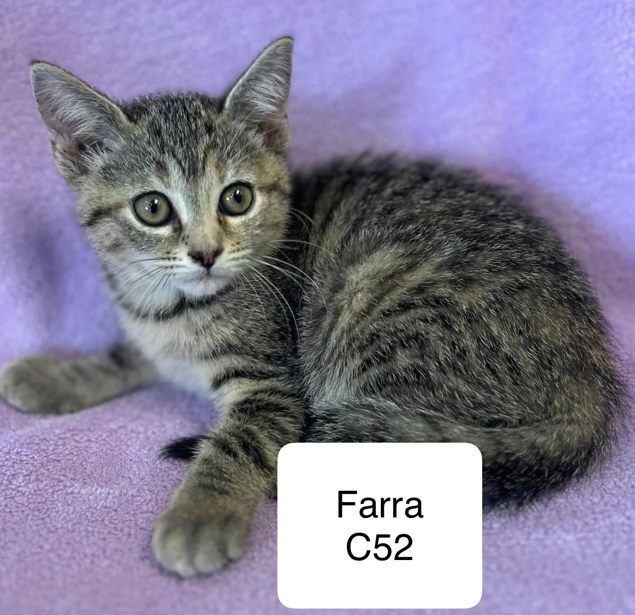 Enlarge Farra C52, an adopted Domestic Short Hair in Morganton, NC image 1/1