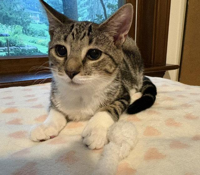 Habenero, Adoptable, Kitten Female Domestic Short Hair.