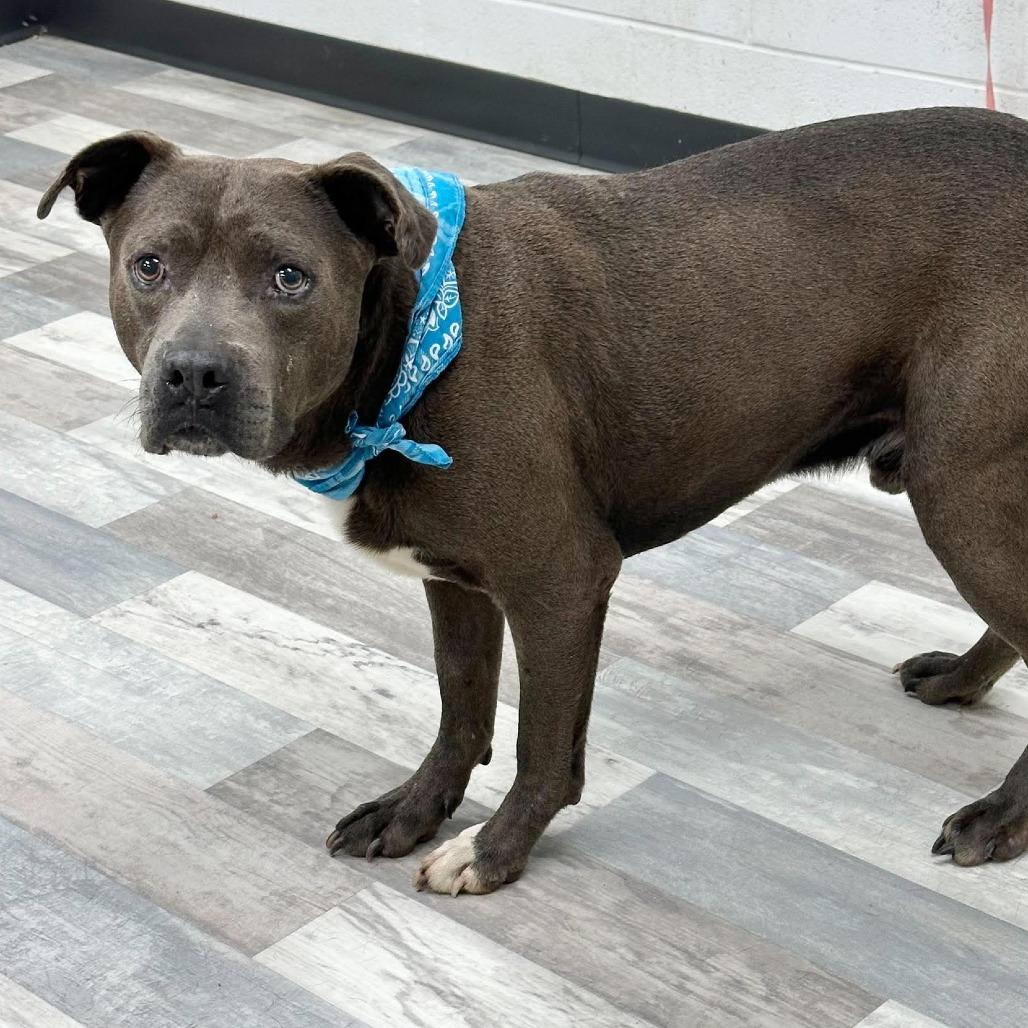 Juke, Adoptable, Adult Male Pit Bull Terrier.