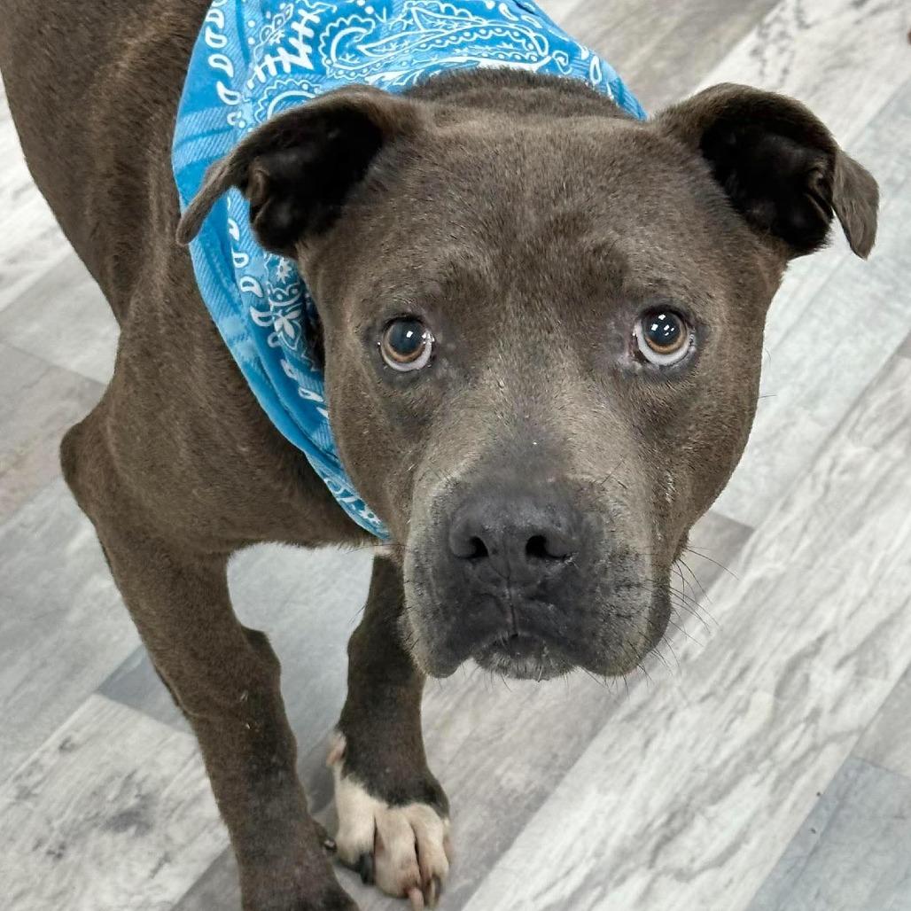 Enlarge Juke, a Adoptable Pit Bull Terrier in Lufkin, TX image 2/3