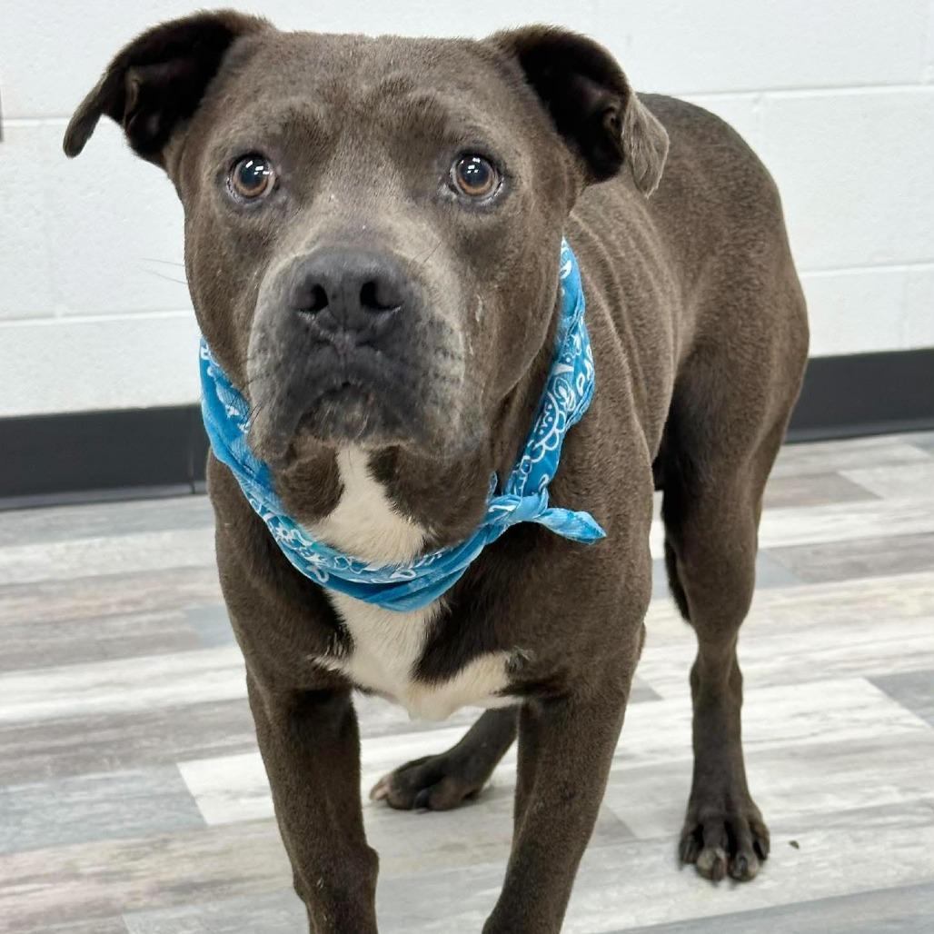 Enlarge Juke, a Adoptable Pit Bull Terrier in Lufkin, TX image 3/3