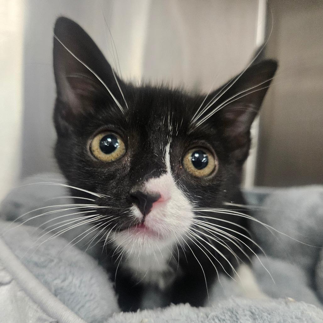 Guac, a Adoptable Domestic Short Hair in Grantsville, UT image 1/2