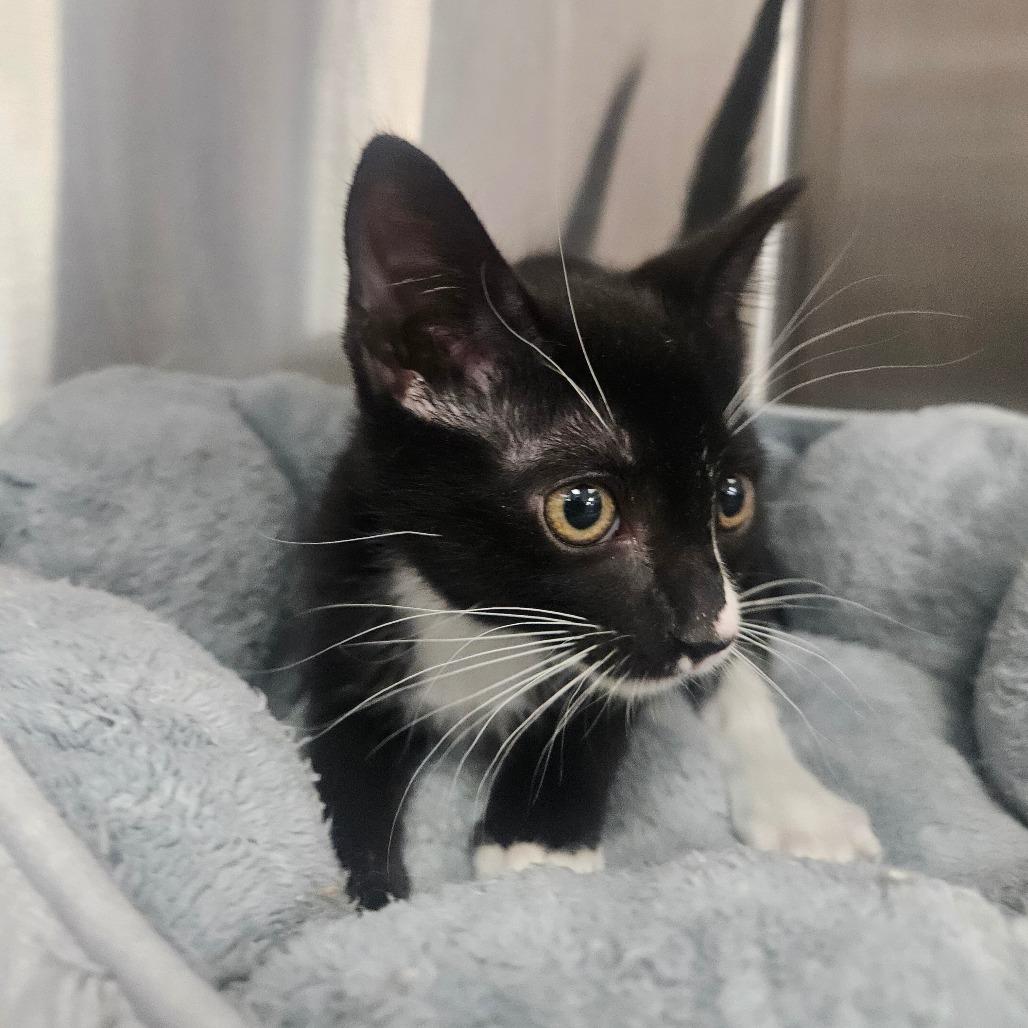 Guac, a Adoptable Domestic Short Hair in Grantsville, UT image 2/2
