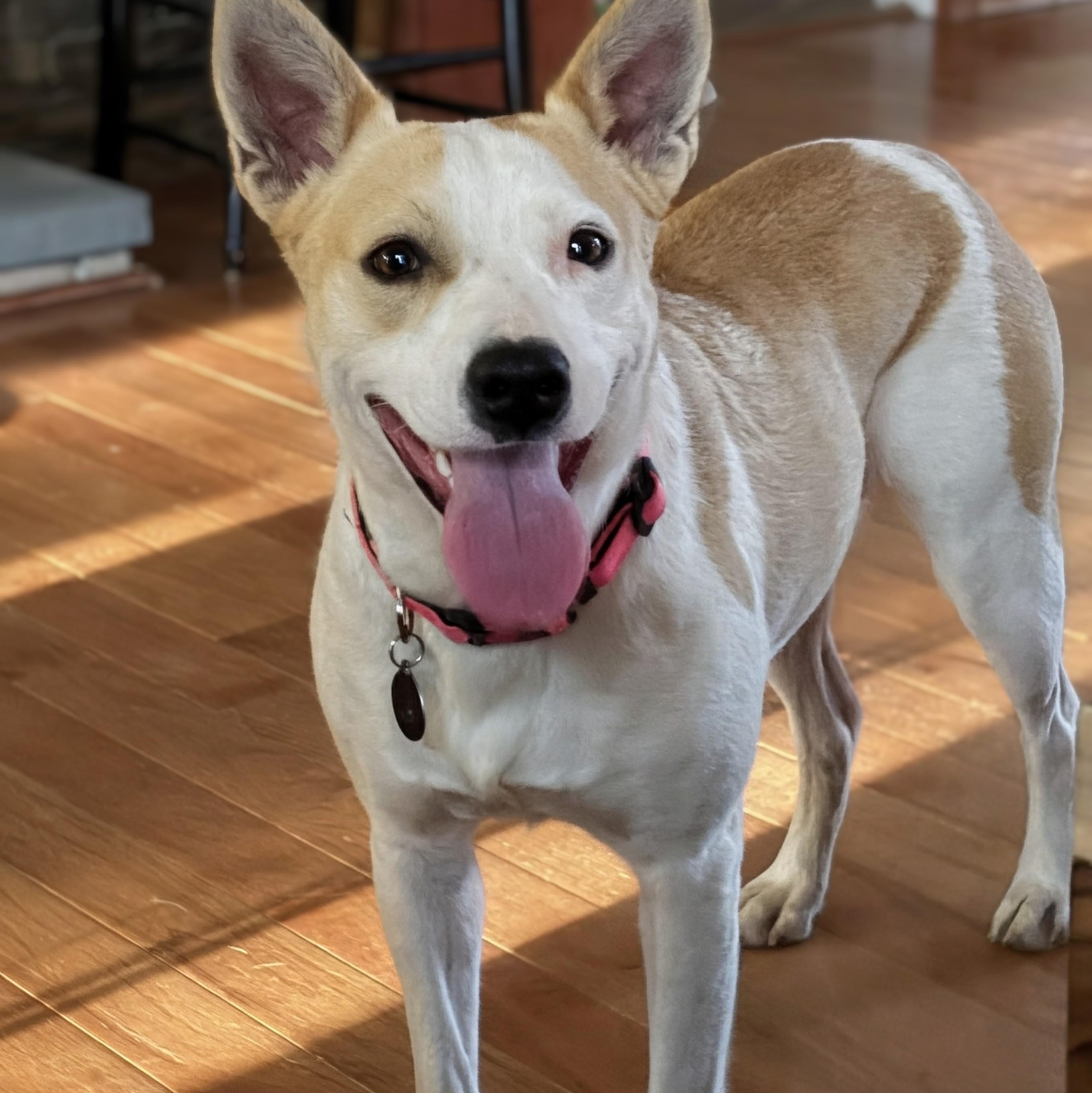 Enlarge Daisy, an adopted mixed breed in Potomac, MD image 1/6