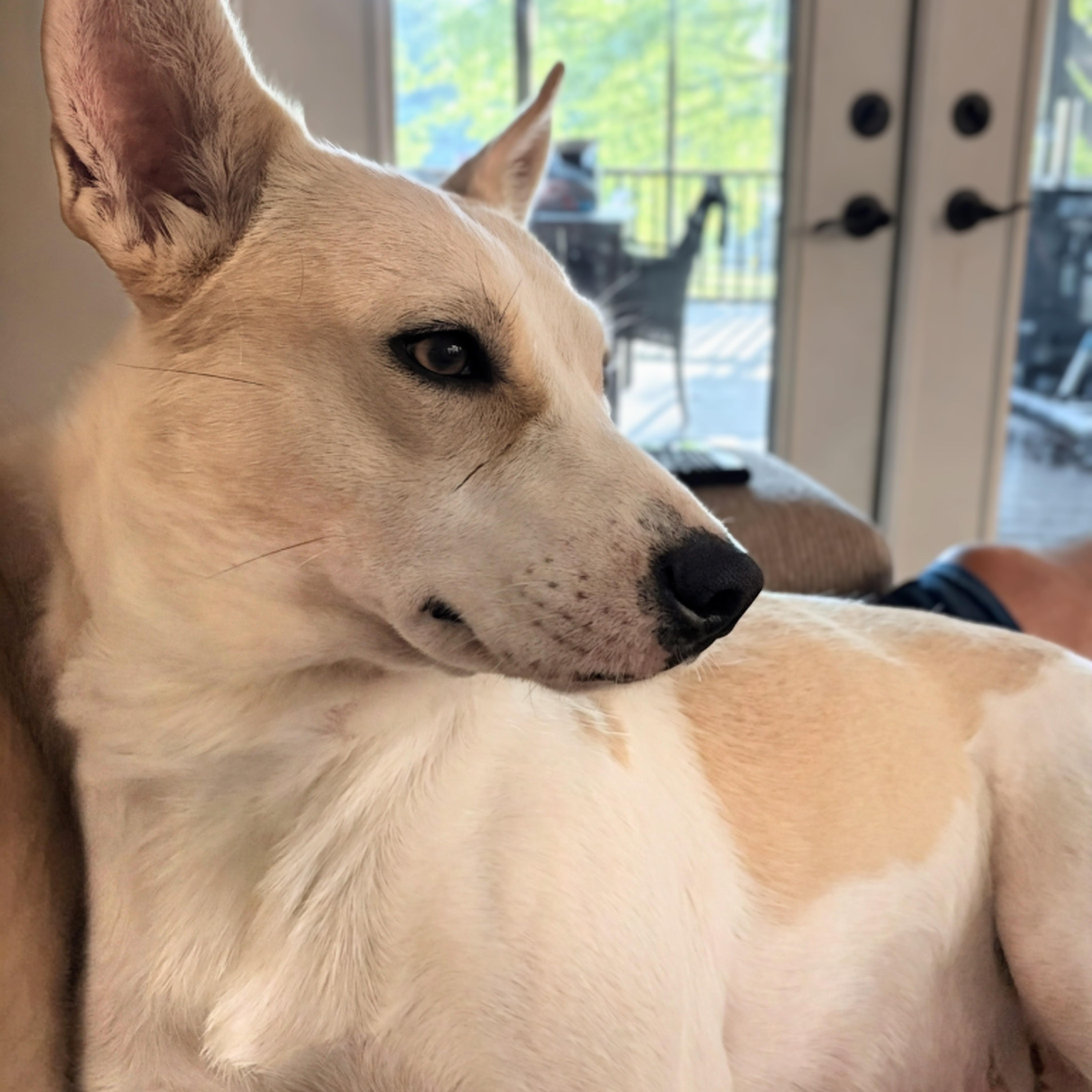 Enlarge Daisy, an adopted mixed breed in Potomac, MD image 3/6
