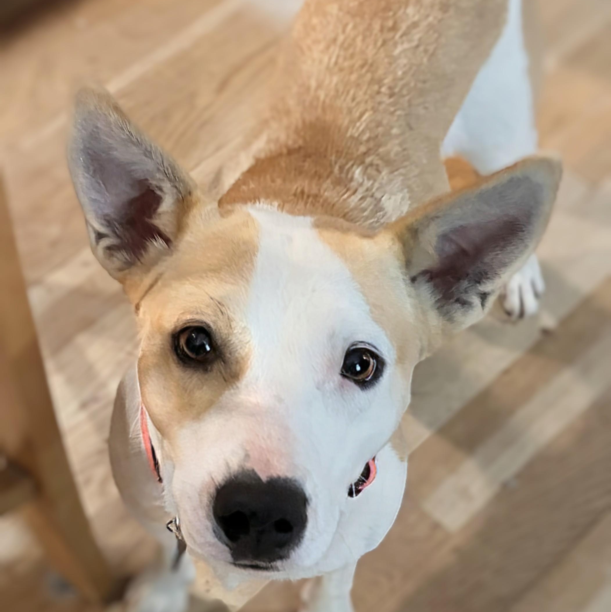Enlarge Daisy, an adopted mixed breed in Potomac, MD image 2/6