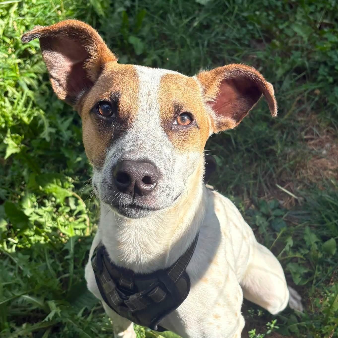 Enlarge Chucky, a Adoptable mixed breed in Woolwich, ME image 5/6
