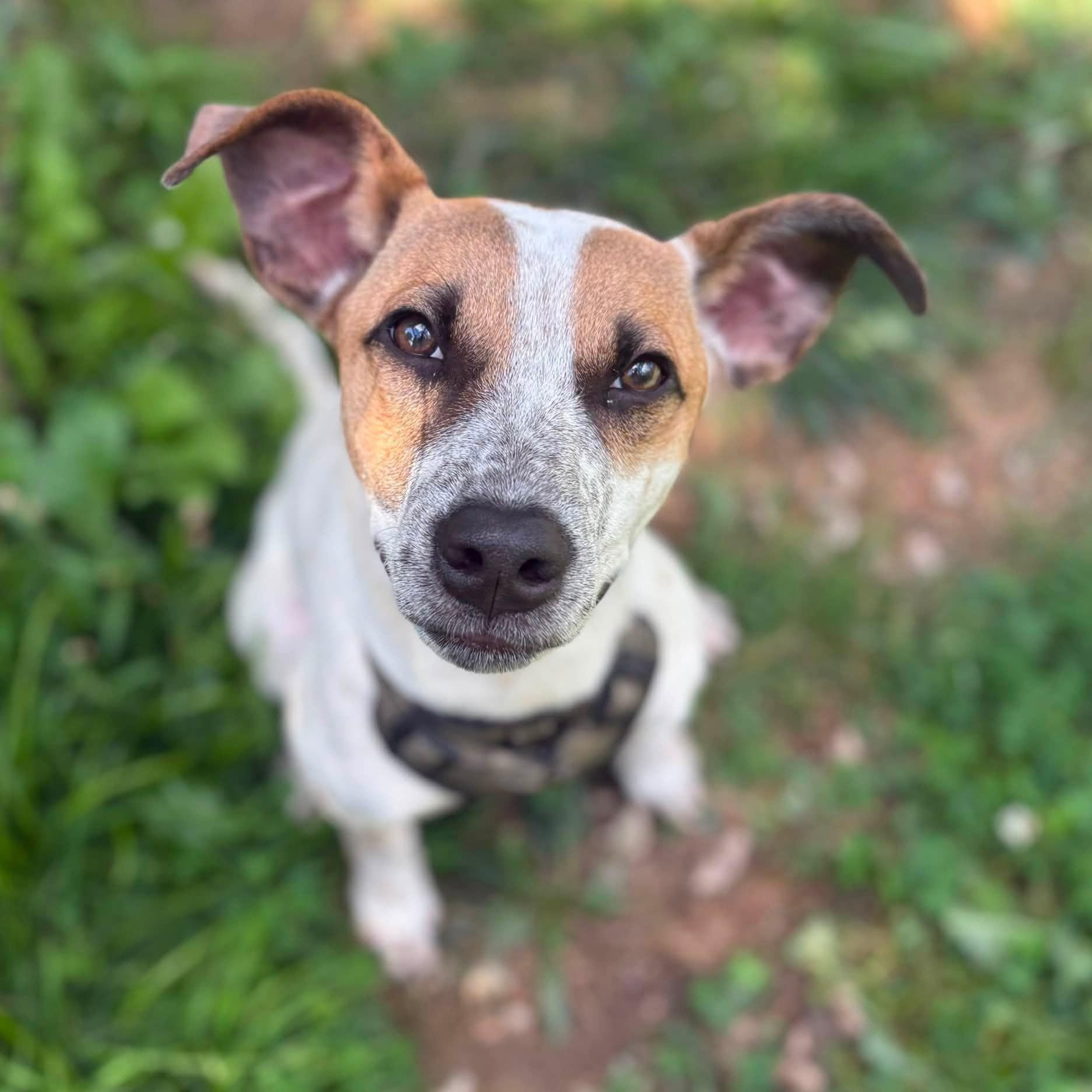 Enlarge Chucky, a Adoptable mixed breed in Woolwich, ME image 6/6