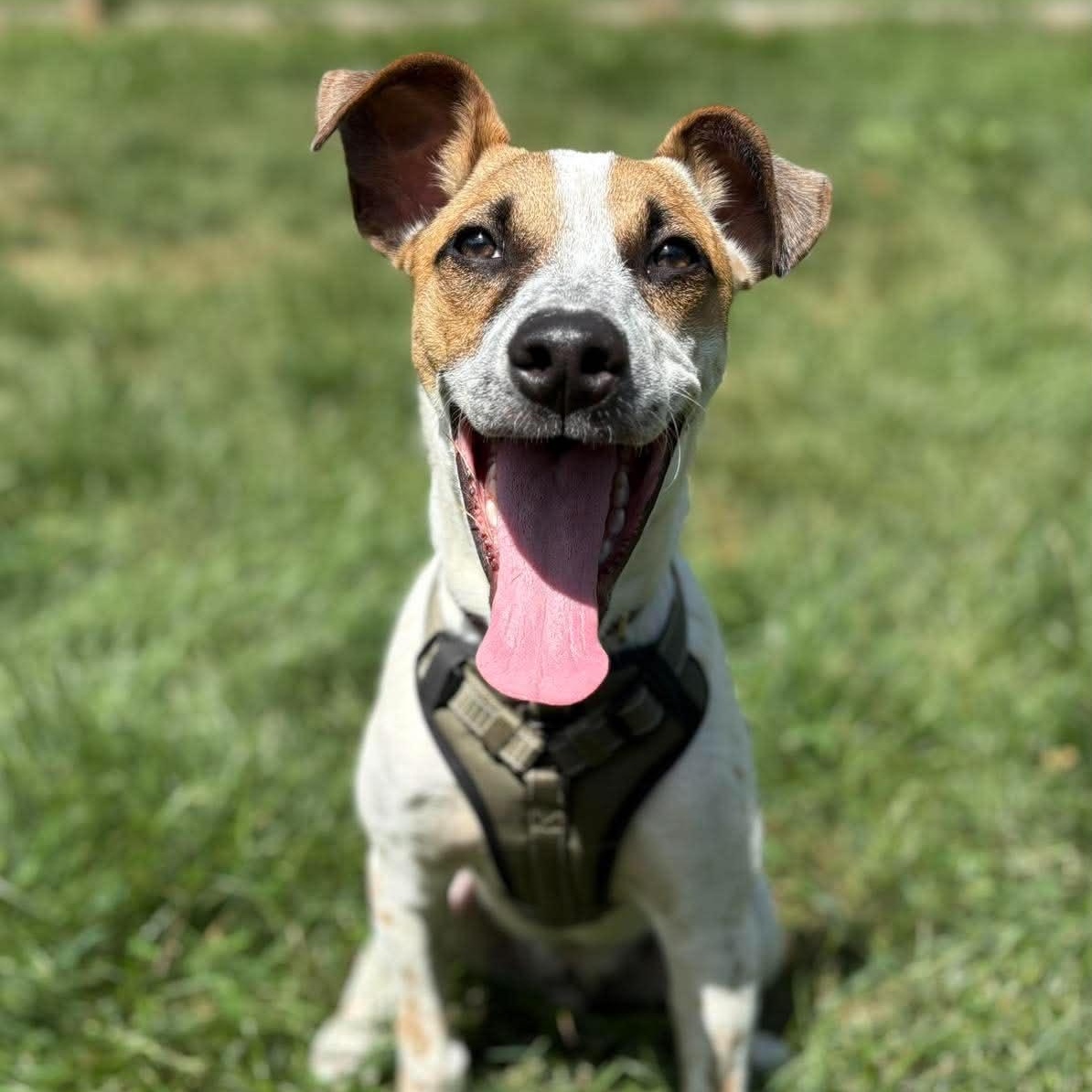 Chucky, Adoptable, Young Male Cattle Dog.
