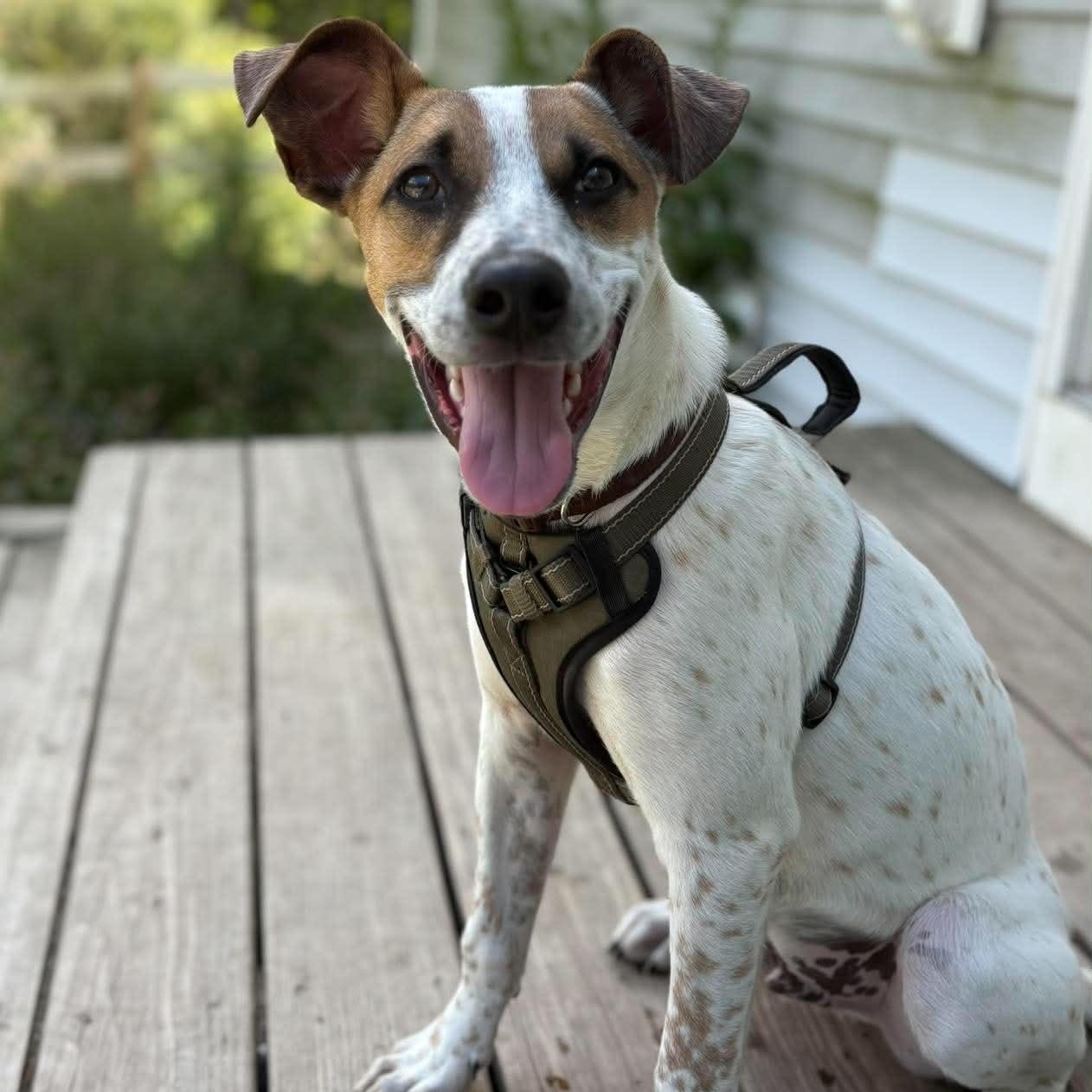 Enlarge Chucky, a Adoptable mixed breed in Woolwich, ME image 3/6