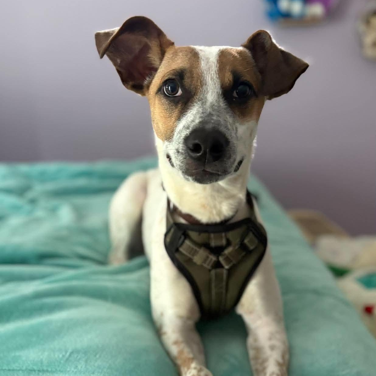 Enlarge Chucky, a Adoptable mixed breed in Woolwich, ME image 4/6