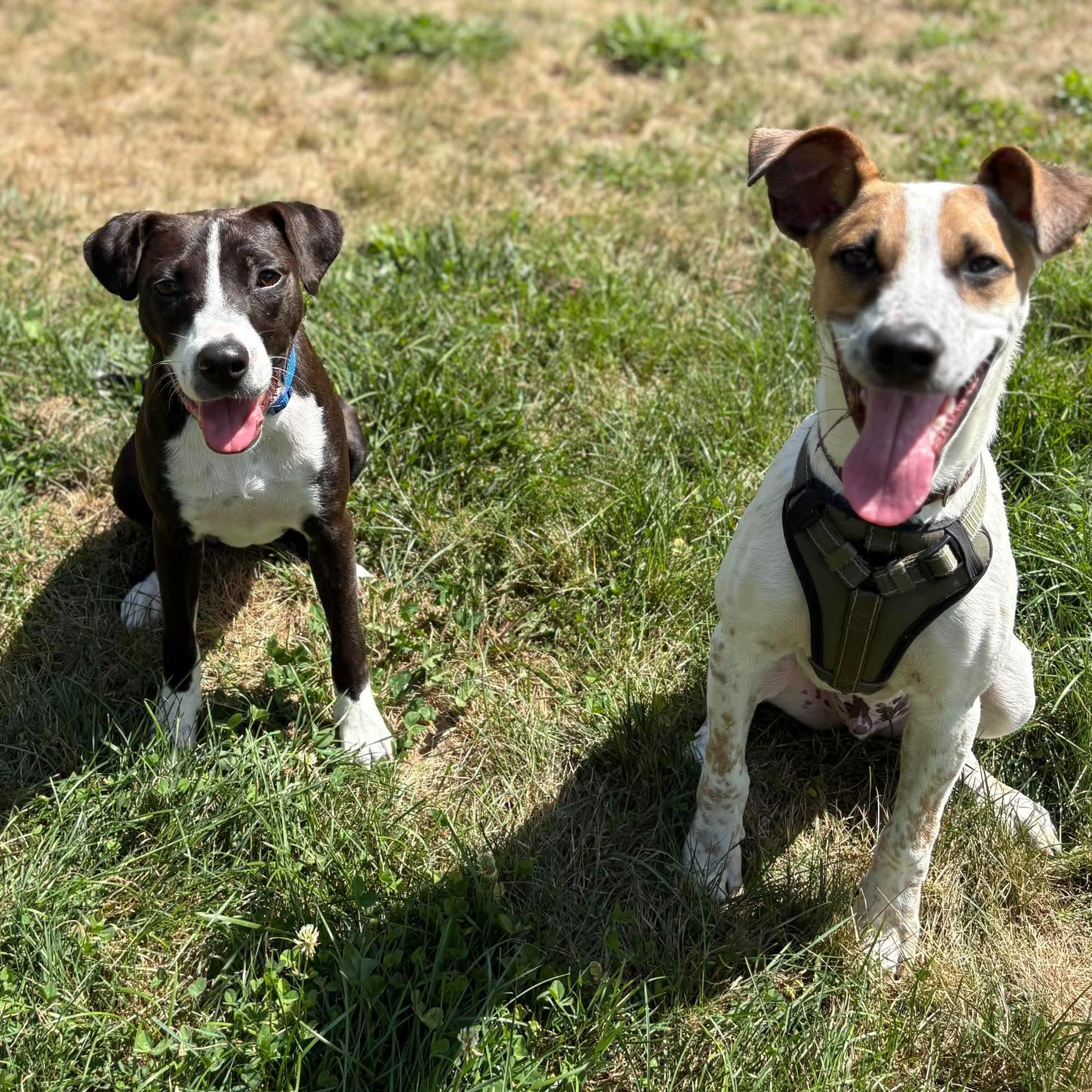 Enlarge Chucky, a Adoptable mixed breed in Woolwich, ME image 2/6