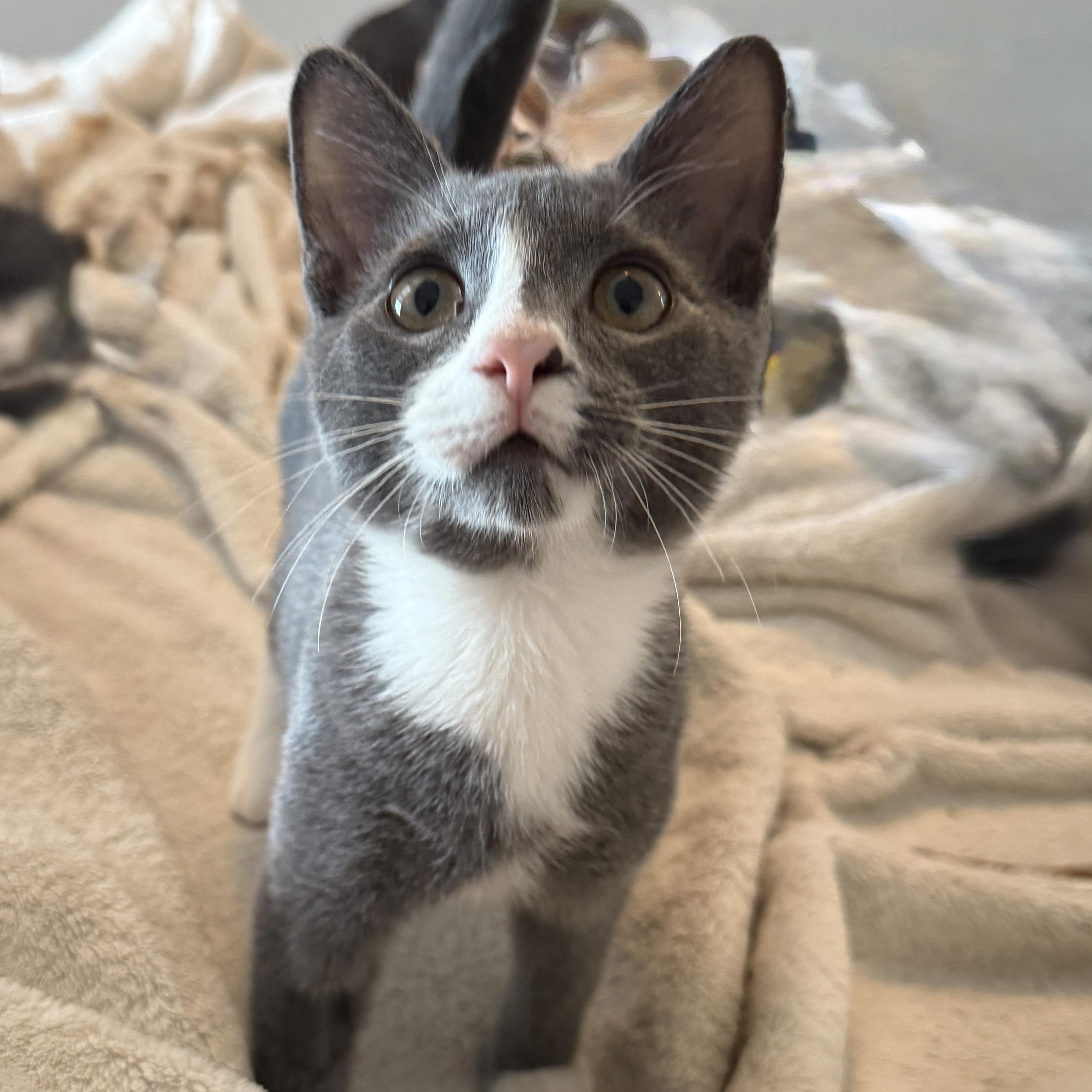 Jenga, adopted, Kitten Male Domestic Short Hair.