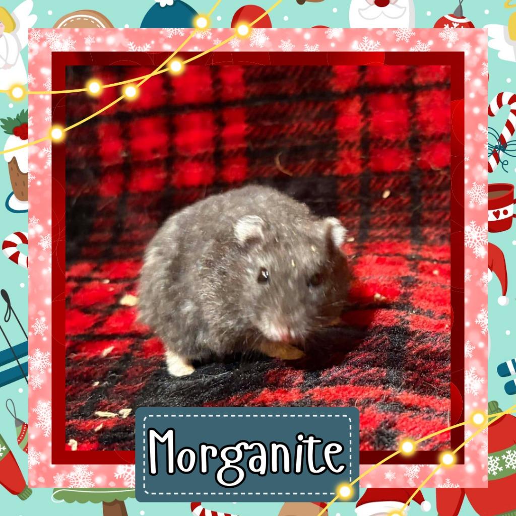 Enlarge Morganite, a Adoptable Hamster in Elizabethtown, KY image 1/5